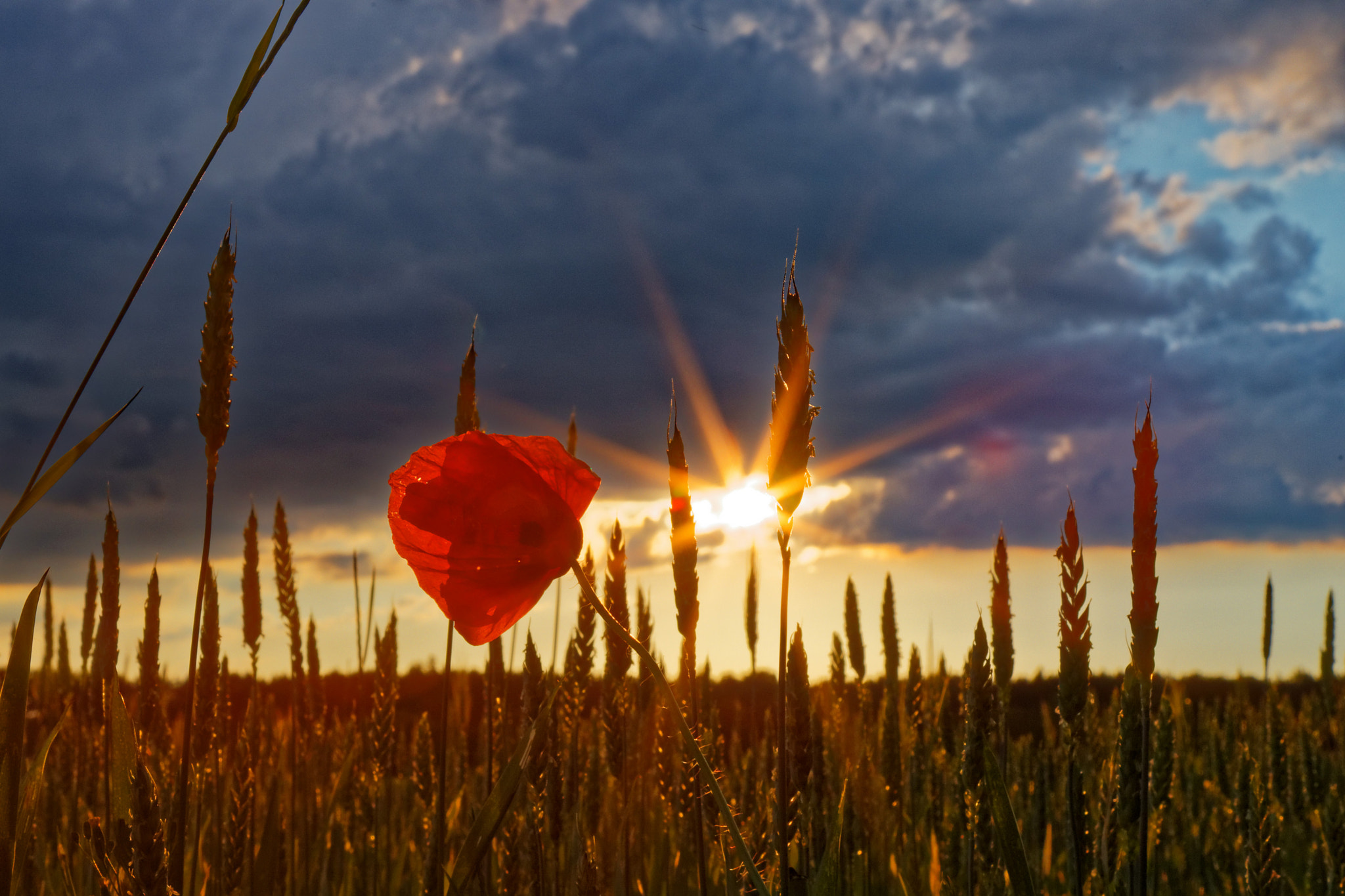 Canon EOS 6D Mark II sample photo. Backlighting photography