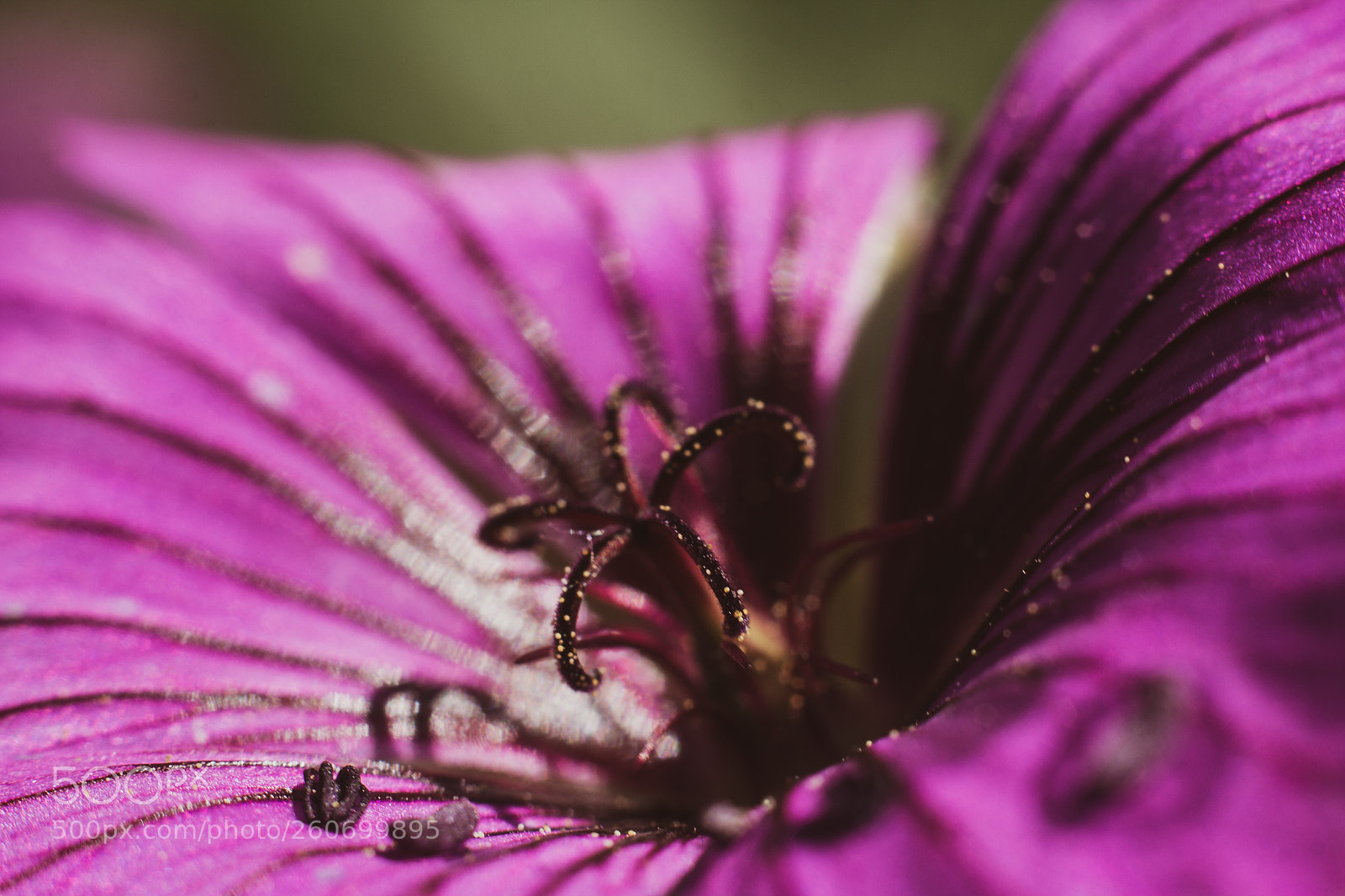 Canon EOS 650D (EOS Rebel T4i / EOS Kiss X6i) sample photo. Purple power (153/365) photography