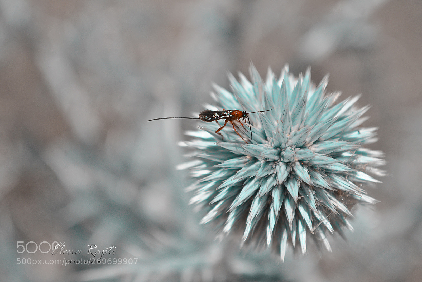 Nikon D3000 sample photo. A braconidae wasp sitting photography
