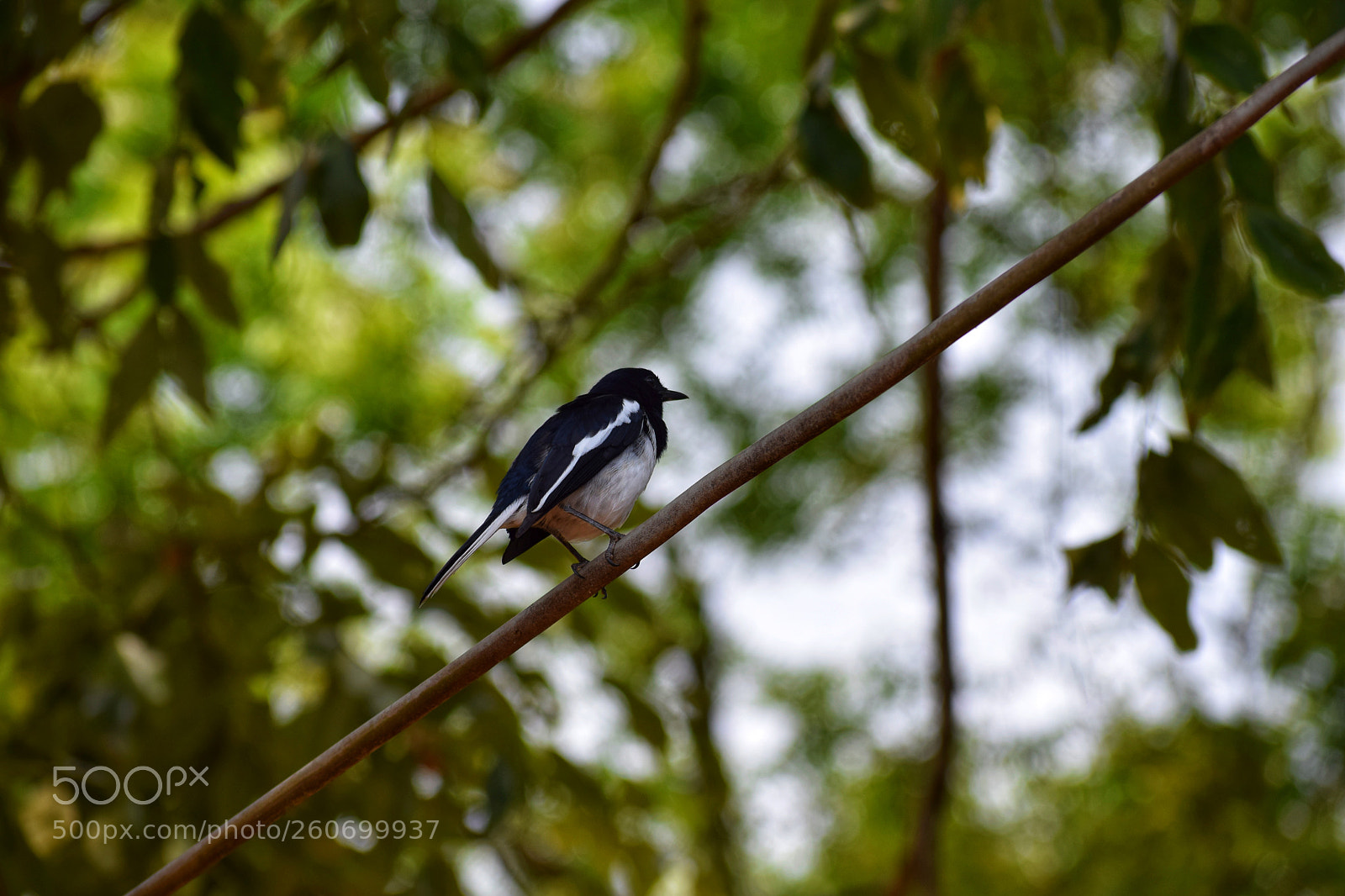 Nikon D5300 sample photo. Waiting photography