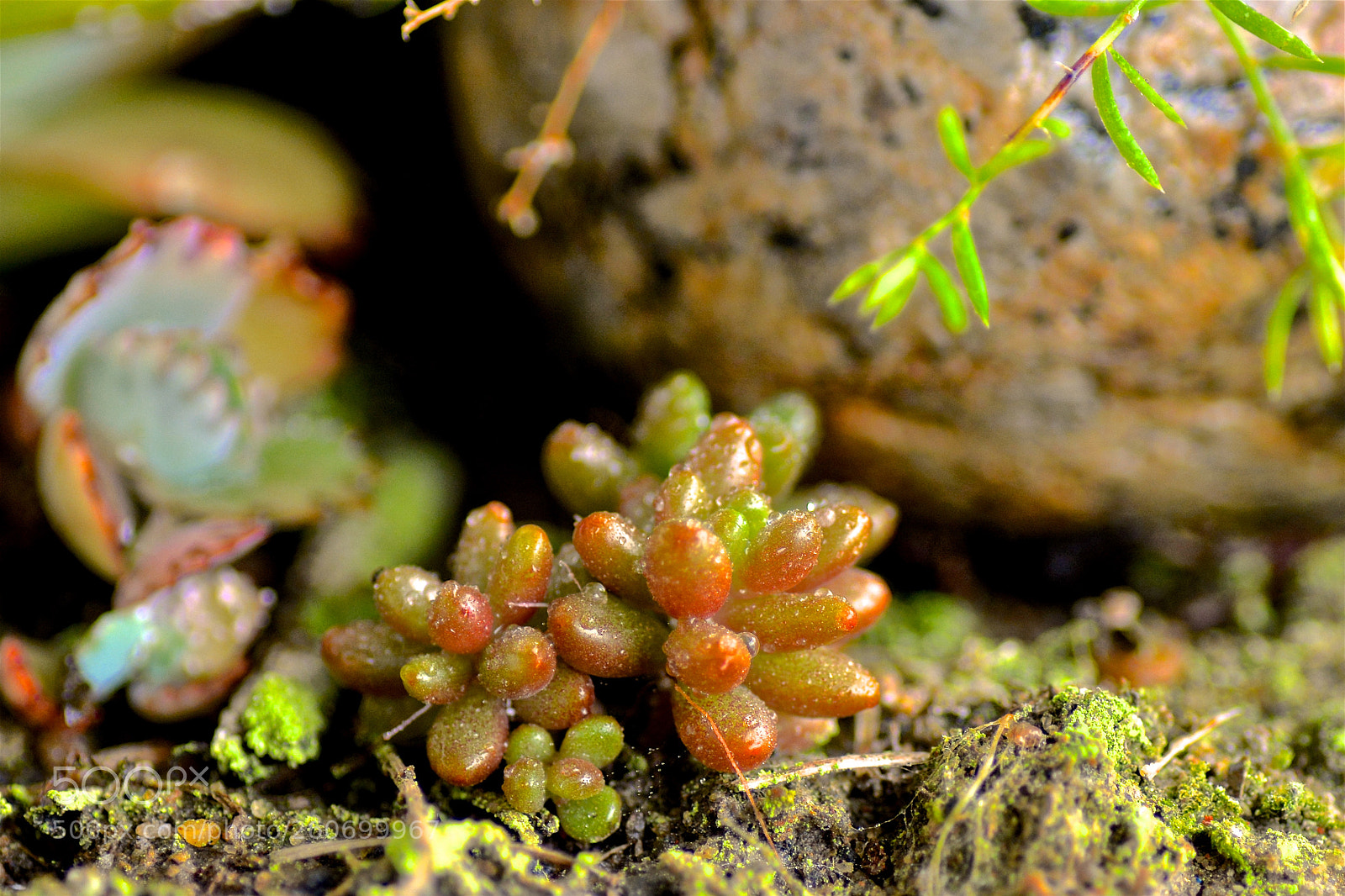 Nikon D7100 sample photo. Small world of succulents photography