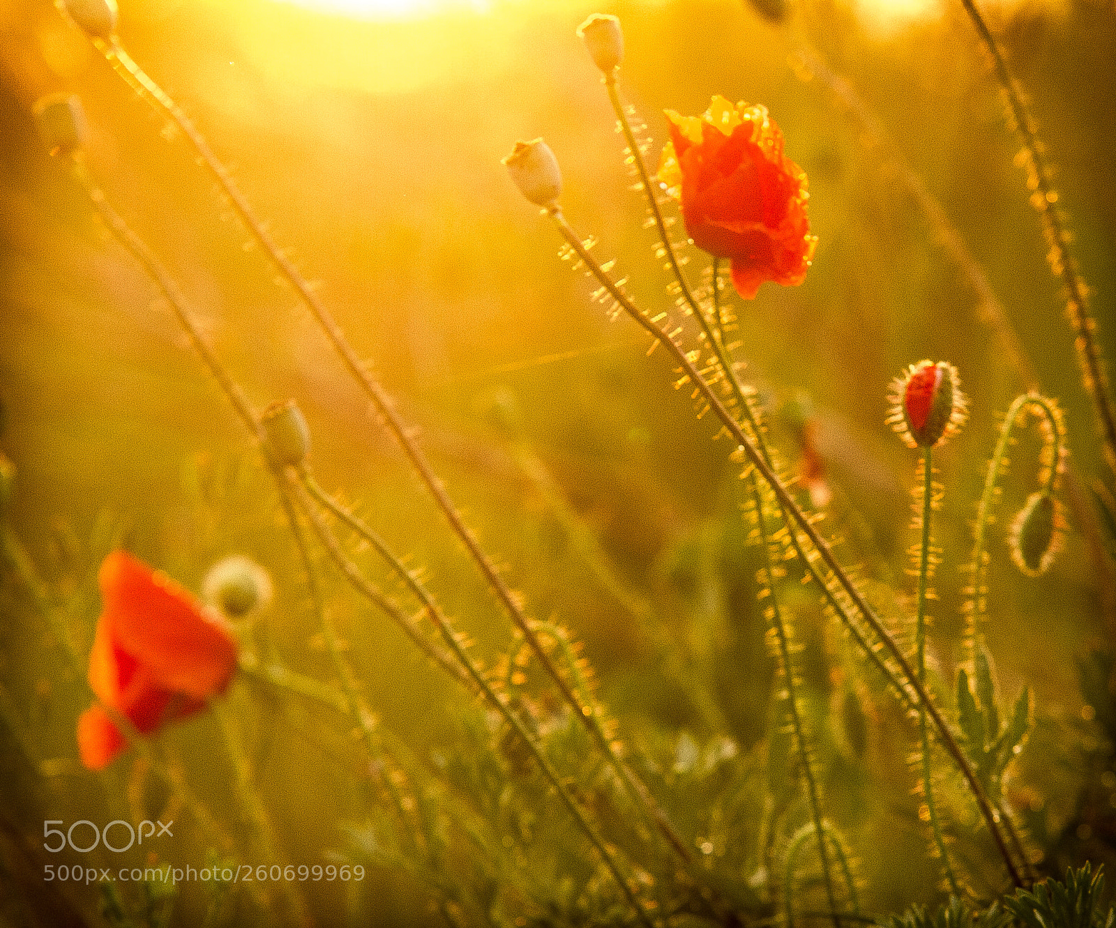 Canon EOS 7D sample photo. Red and yellow photography