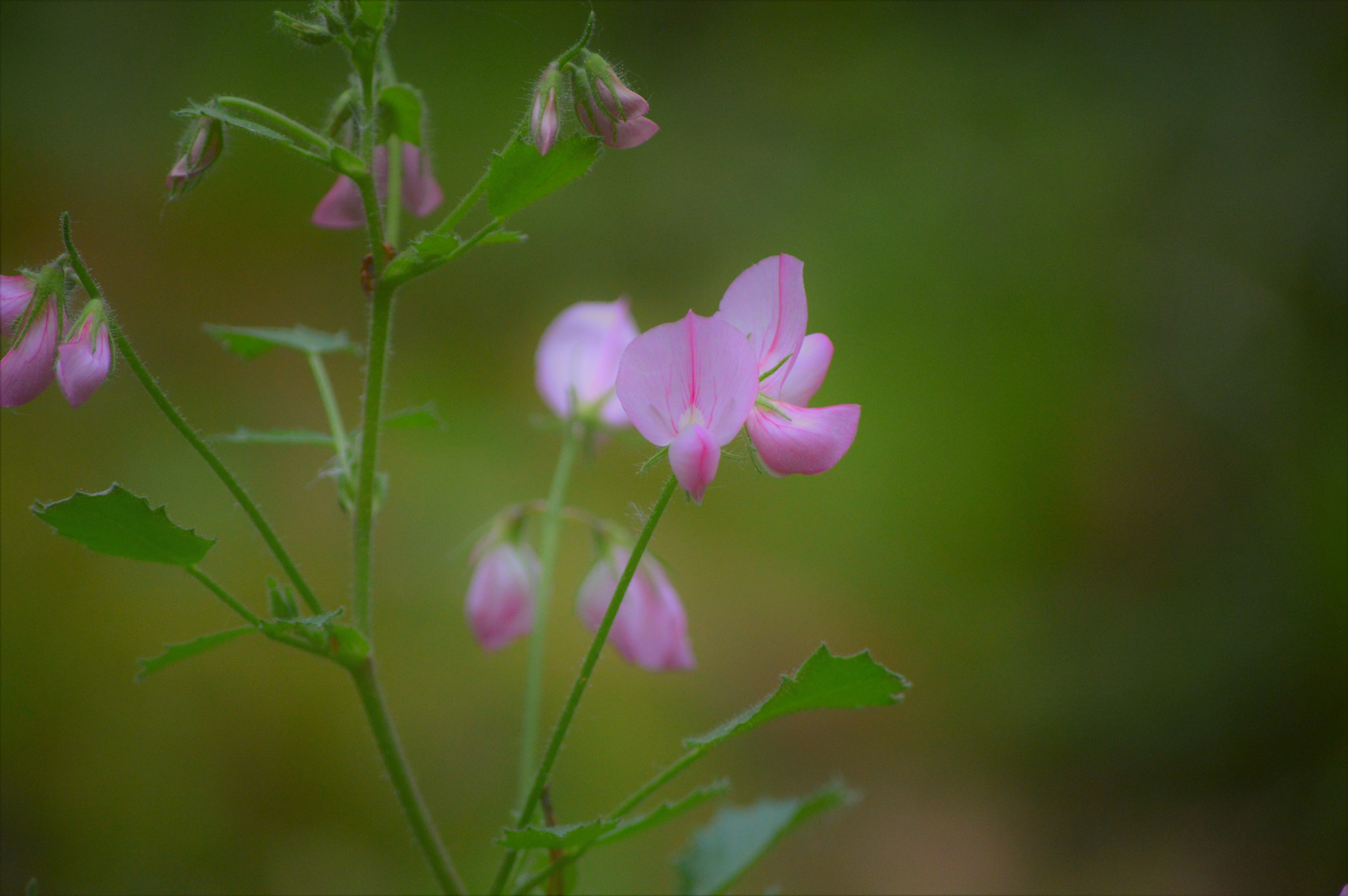 Nikon D3200 sample photo