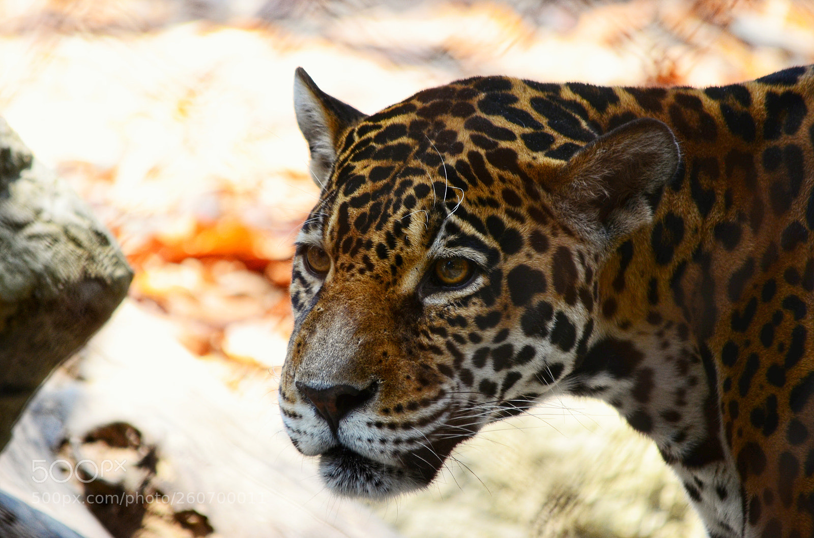 Nikon D7000 sample photo. Tiger. photography