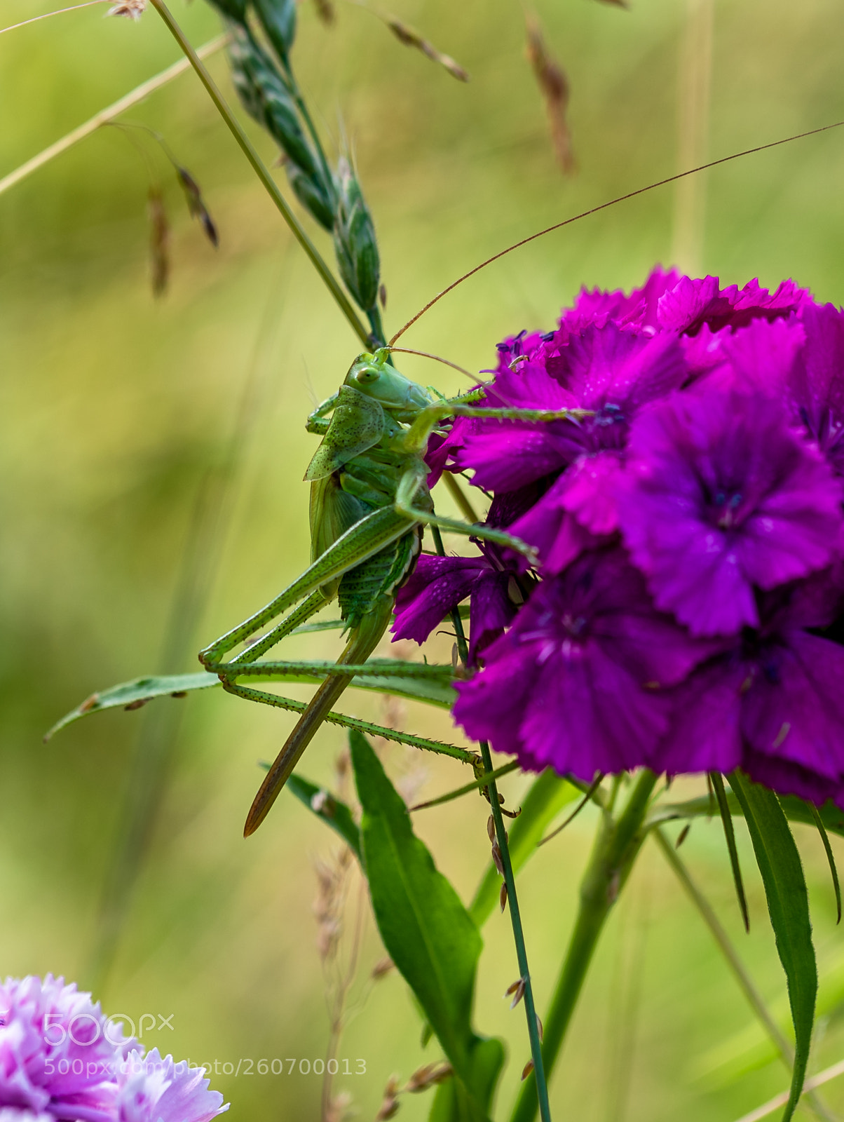 Nikon D750 sample photo. Grasshopper photography