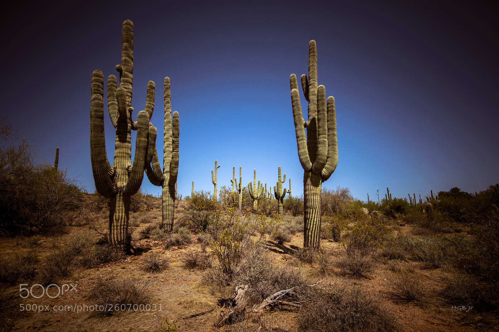 Canon EOS 5D Mark IV sample photo. Arizona saguaros photography