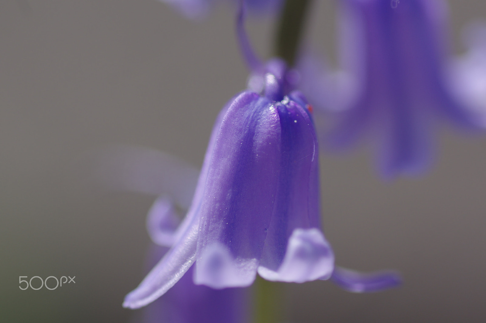 Pentax smc D-FA 100mm F2.8 Macro WR sample photo. Hyacinth photography