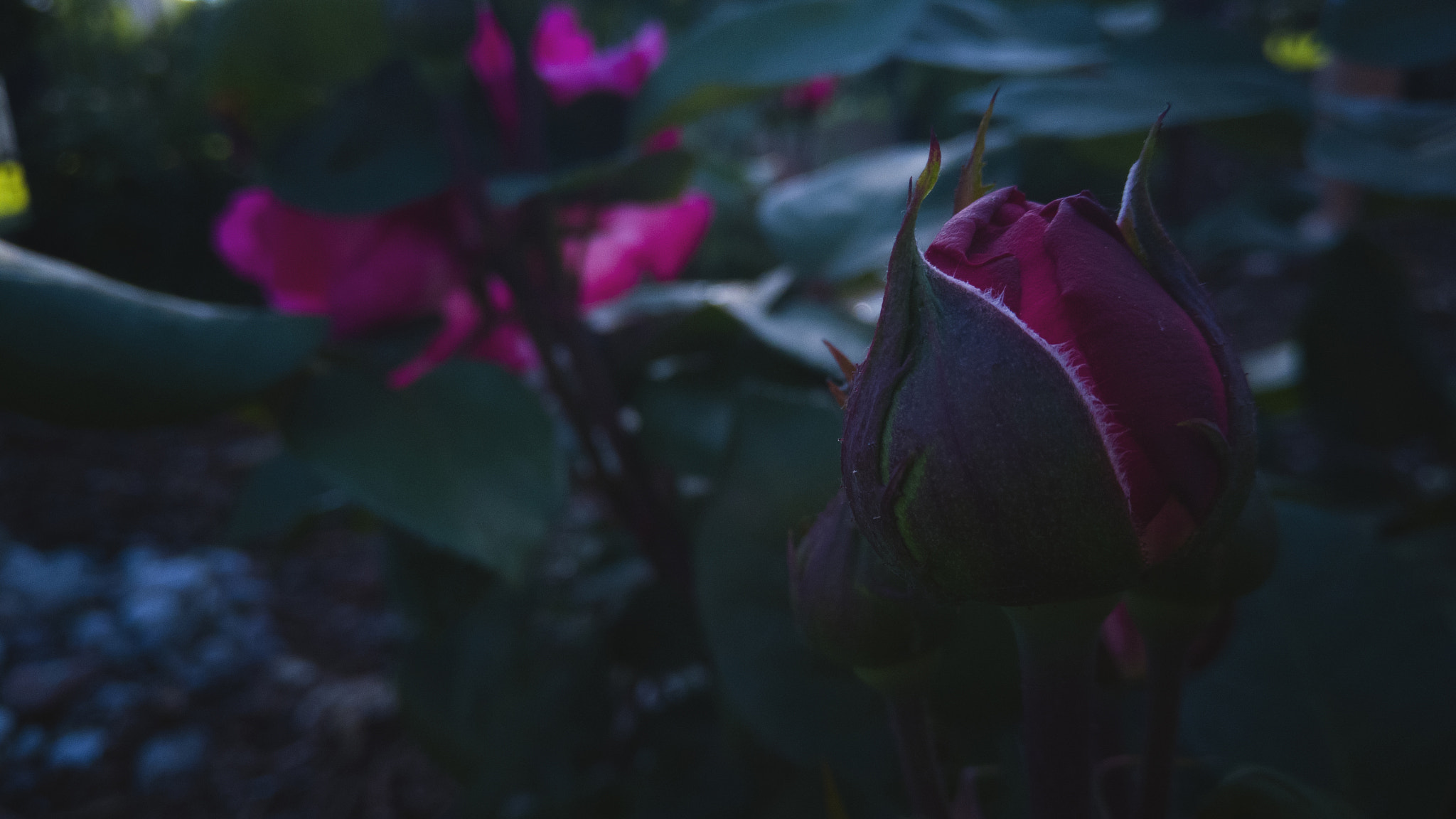 HUAWEI Mate 10 Lite sample photo. Rose photography