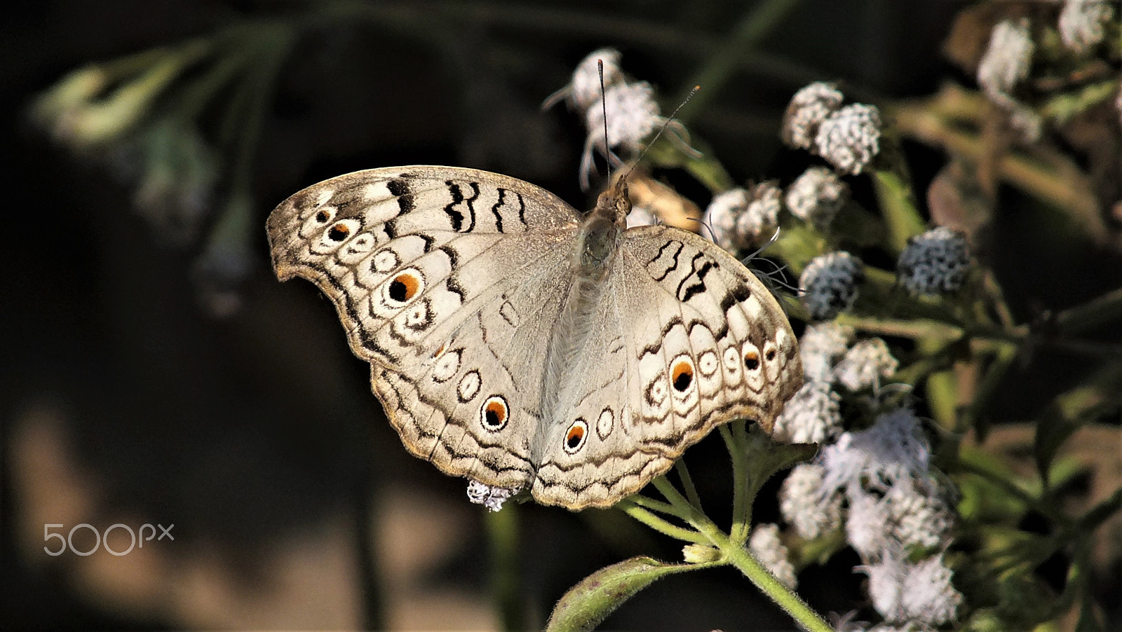 Fujifilm FinePix HS28EXR sample photo. Grey pansy photography