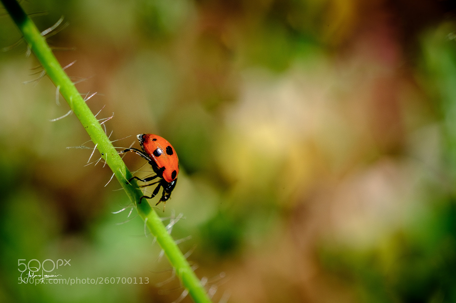 Fujifilm X-T2 sample photo. Coccinella photography