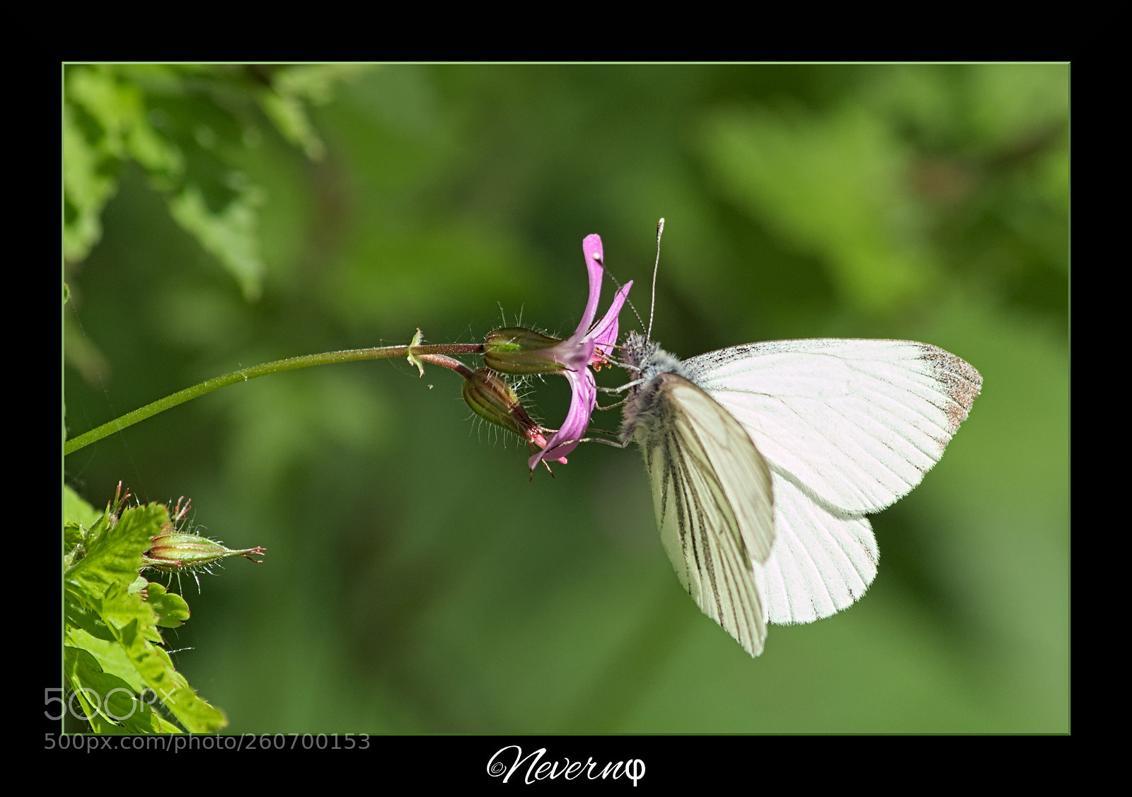 Pentax K-S2 sample photo. Butterfly photography