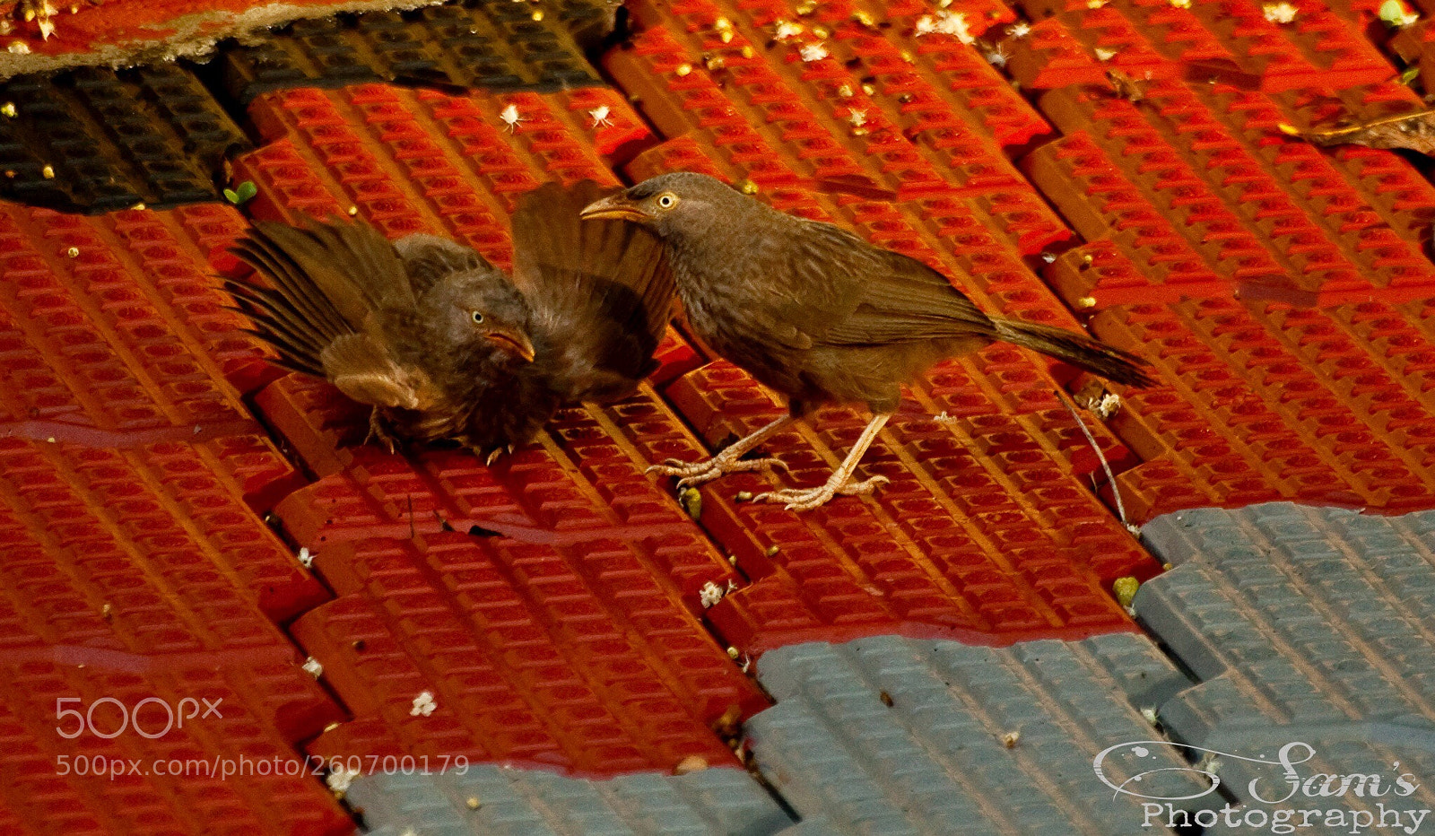 Canon EOS 5D Mark II sample photo. Angry child sparrow  photography