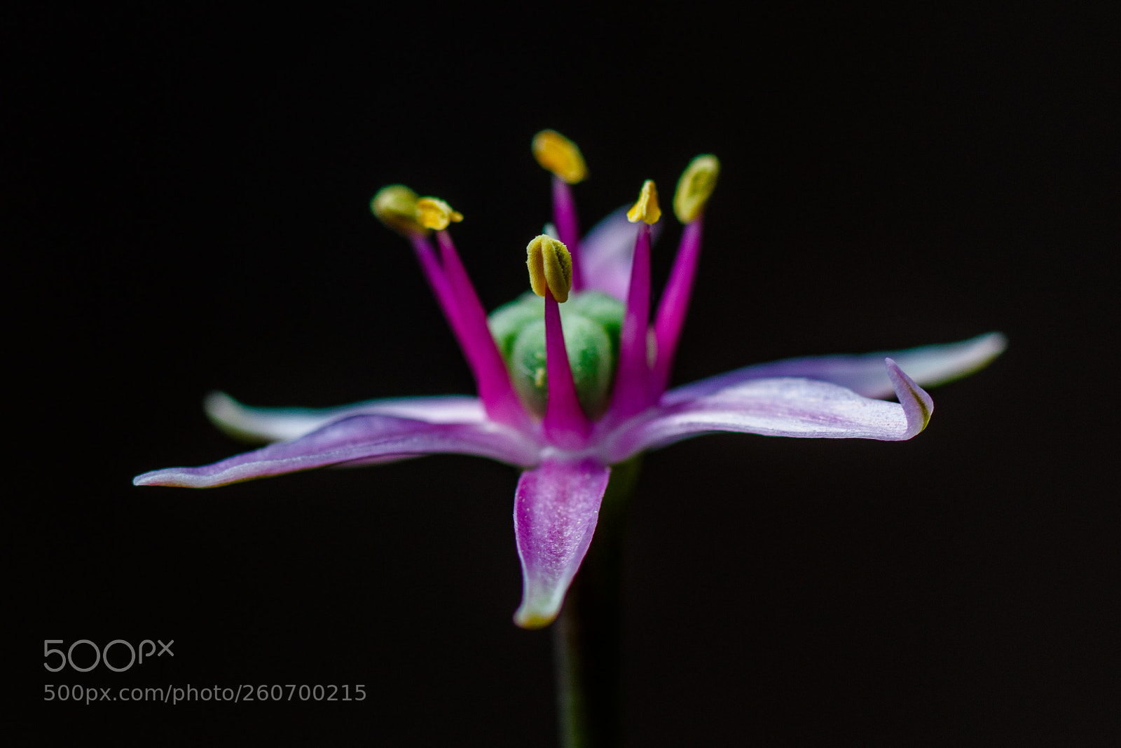Canon EOS 7D Mark II sample photo. Single allium flower photography