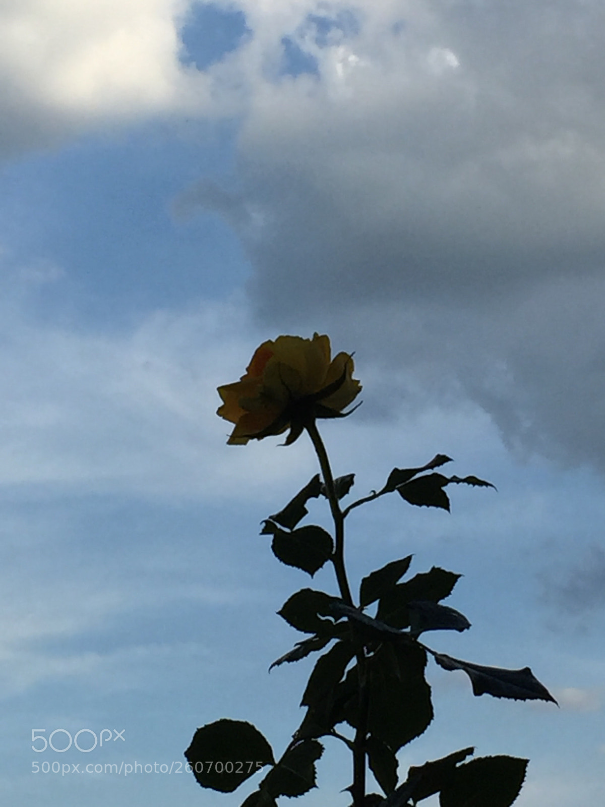 Apple iPhone 6 sample photo. Untitled photography
