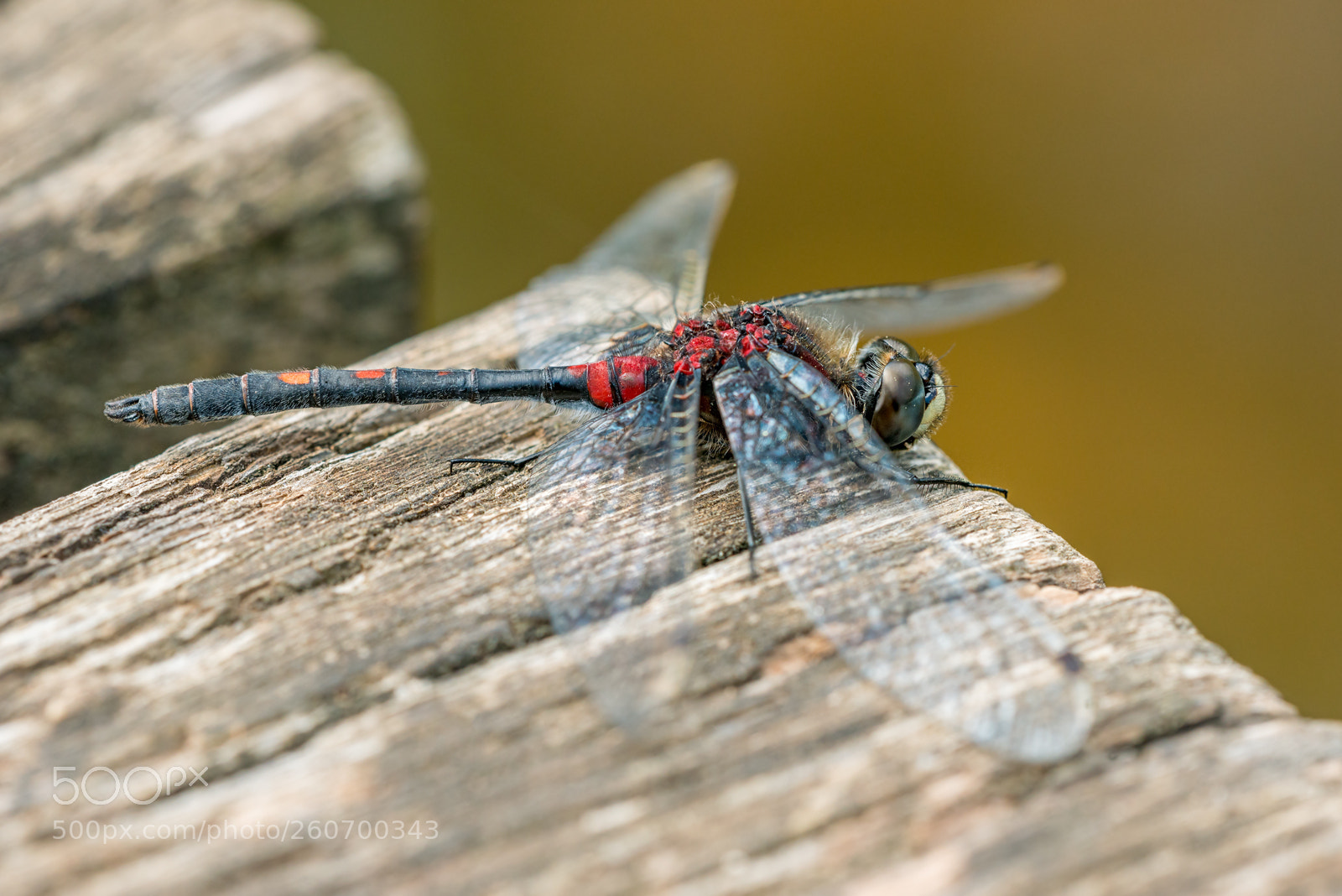 Nikon D800 sample photo. - leucorrhinia dubia (m)- photography