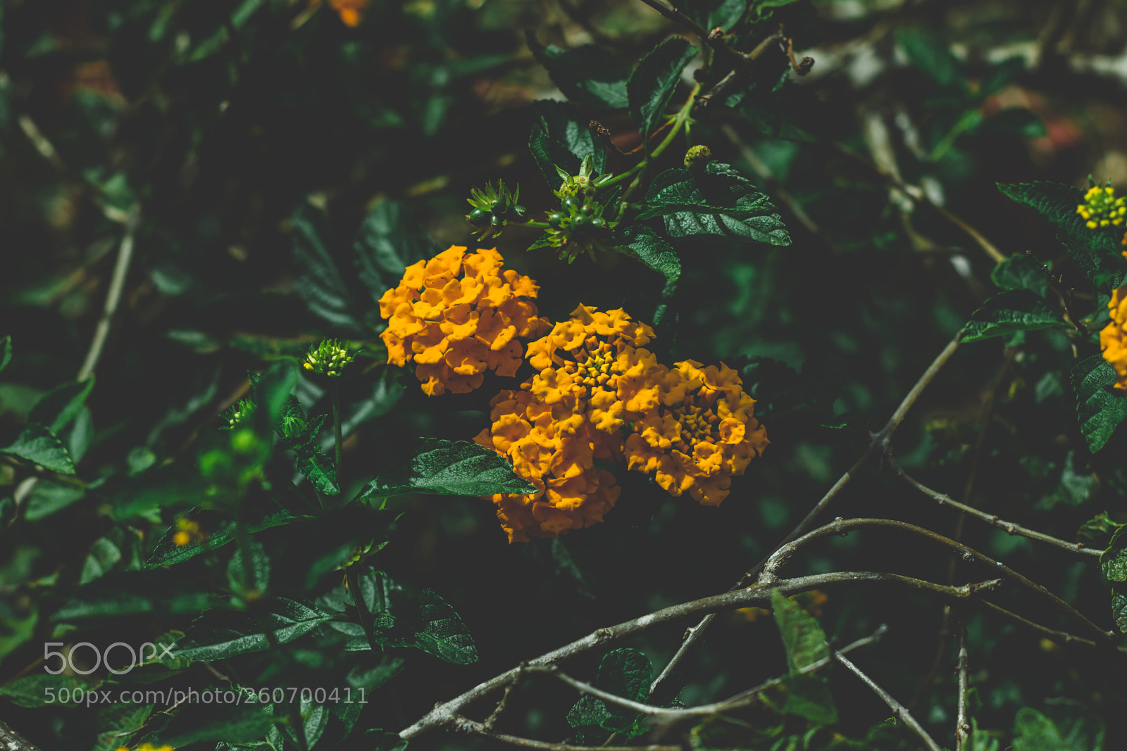 Canon EOS 77D (EOS 9000D / EOS 770D) sample photo. The garden photography