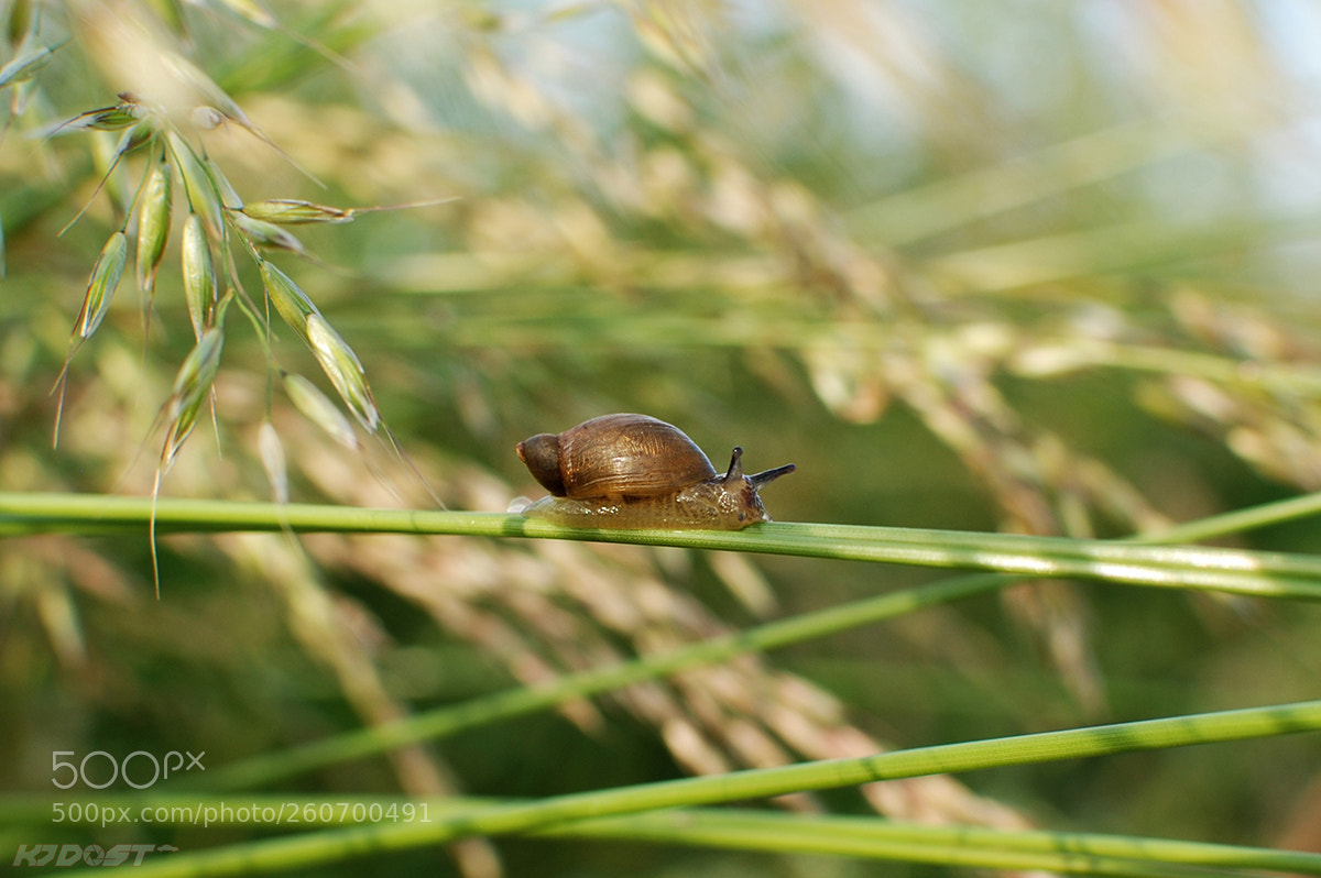 Nikon D80 sample photo. No loader no horseppwer photography