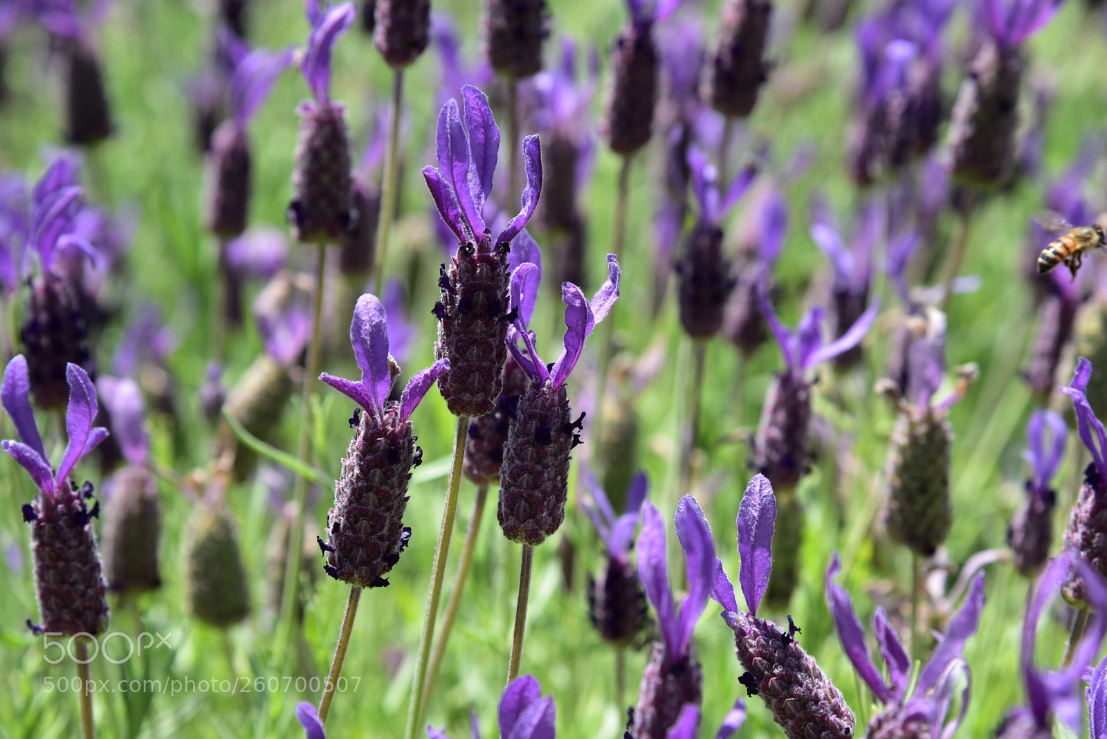 Nikon D750 sample photo. Flight of the bumblebee photography