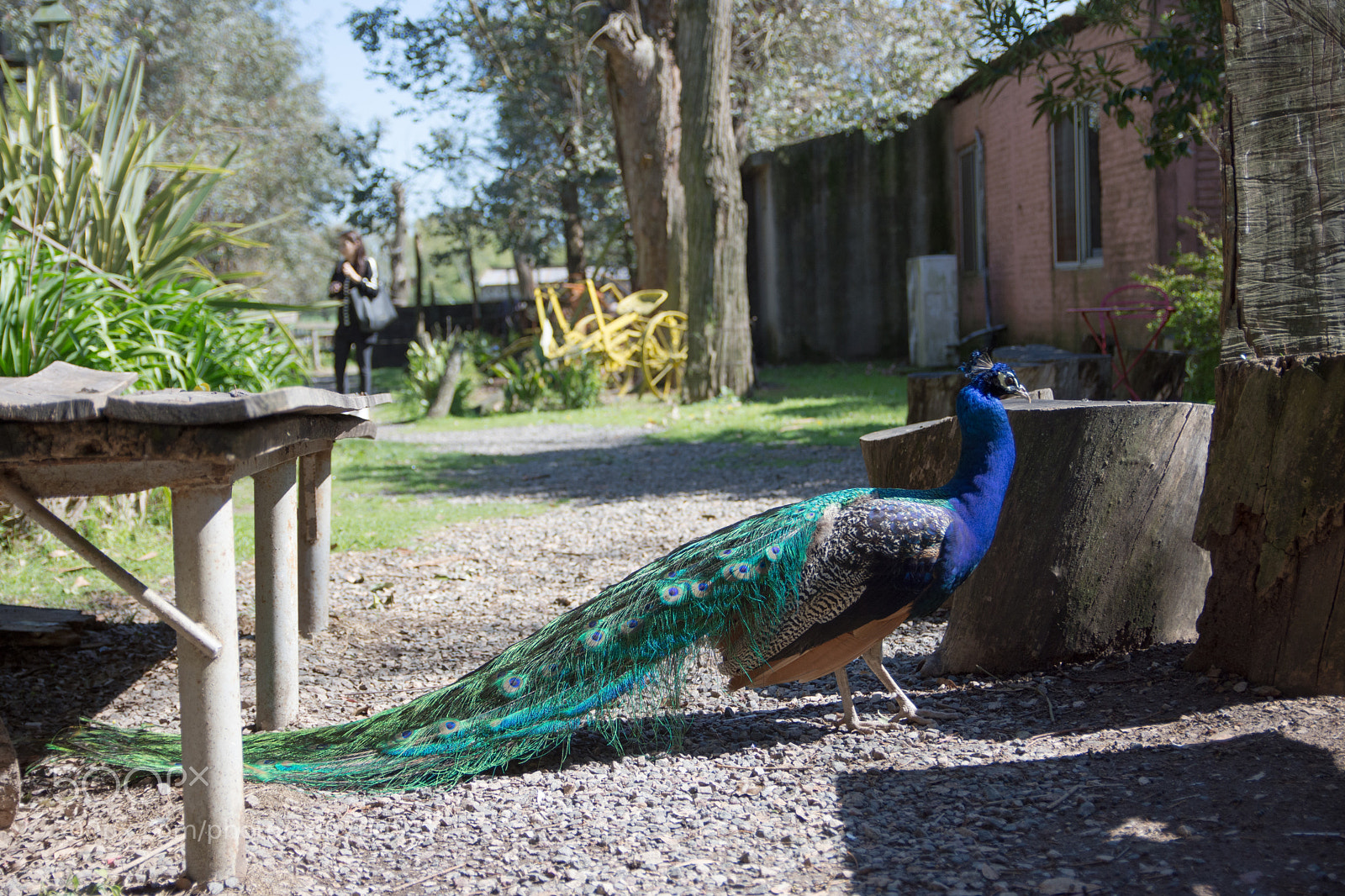 Nikon D7200 sample photo. Pavo real photography