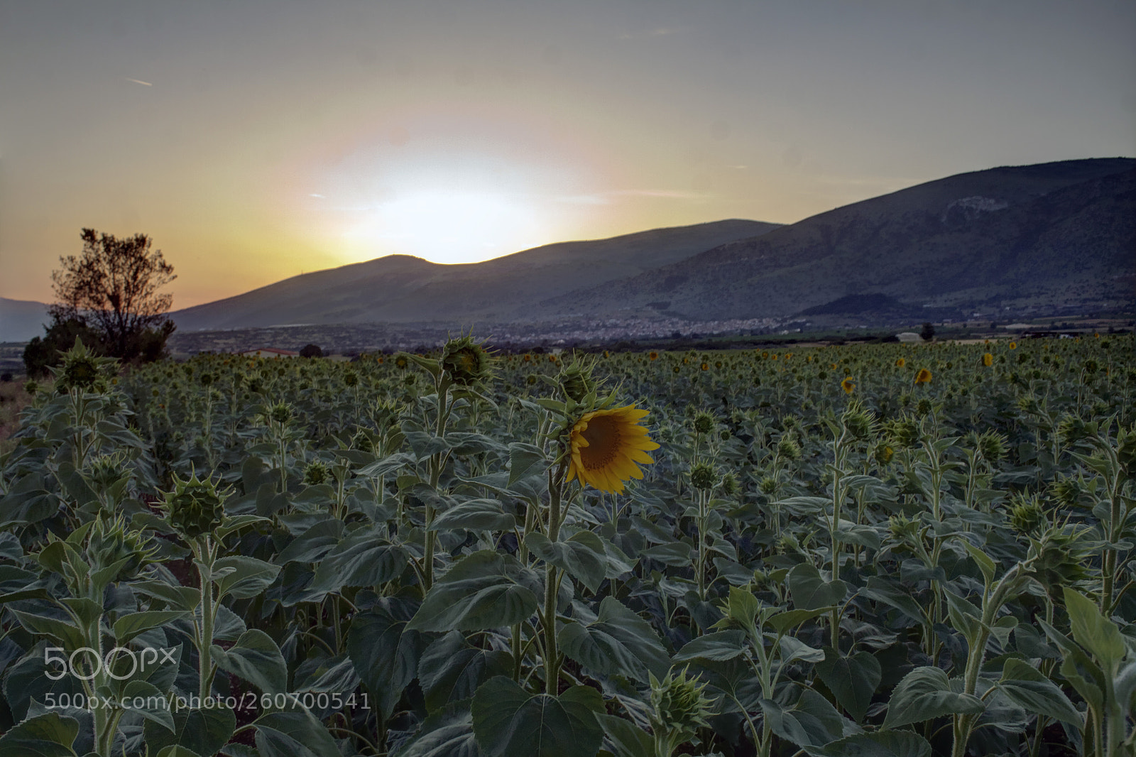 Canon EOS 50D sample photo. Sunflower and sunset photography