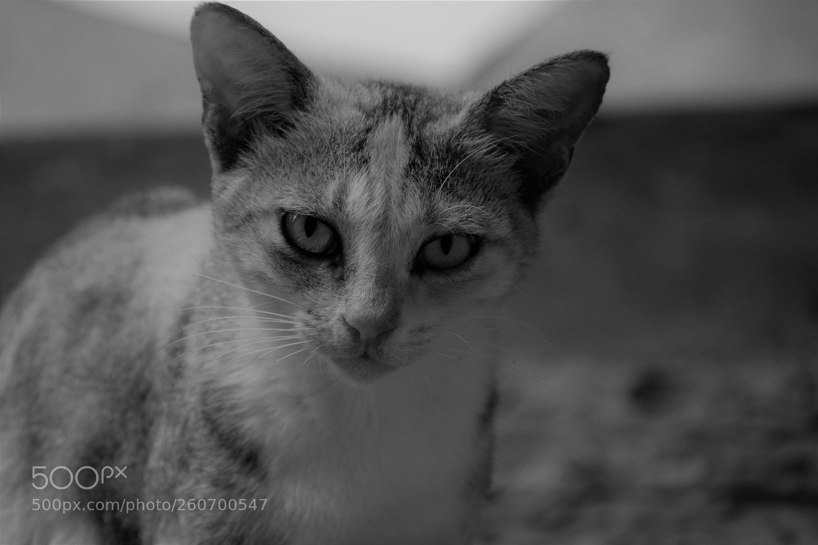 Nikon D5300 sample photo. Boldness photography
