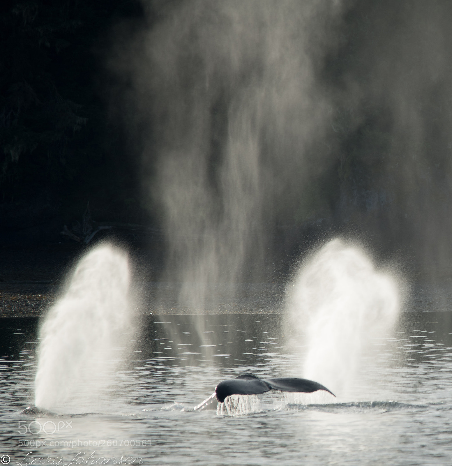 Nikon D850 sample photo. Icy strait whale gate photography