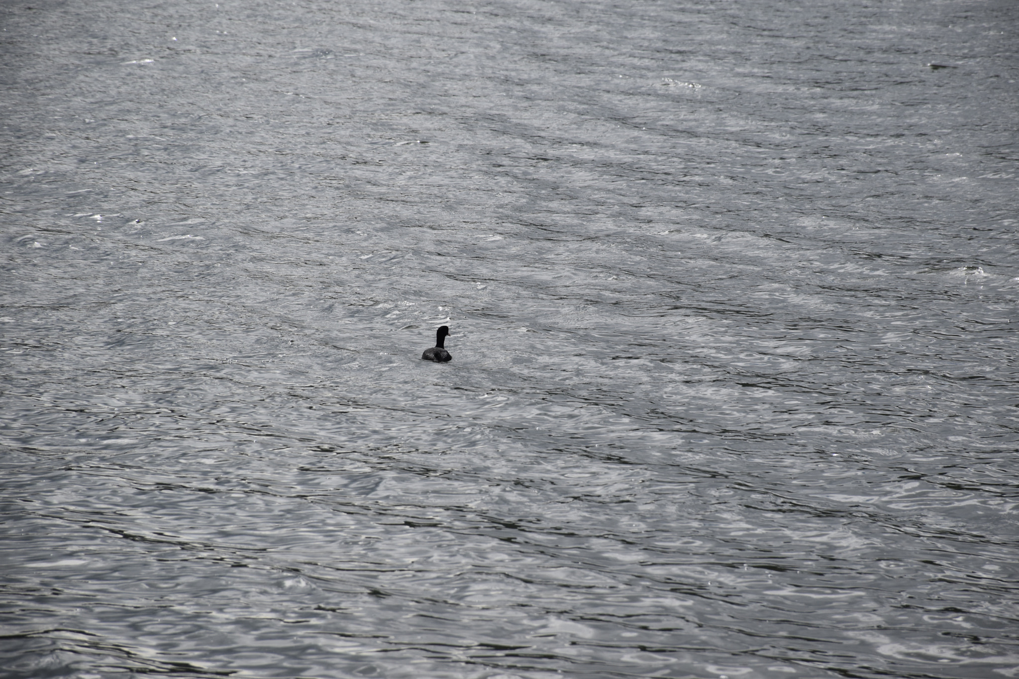 Nikon D5600 sample photo. Alone photography
