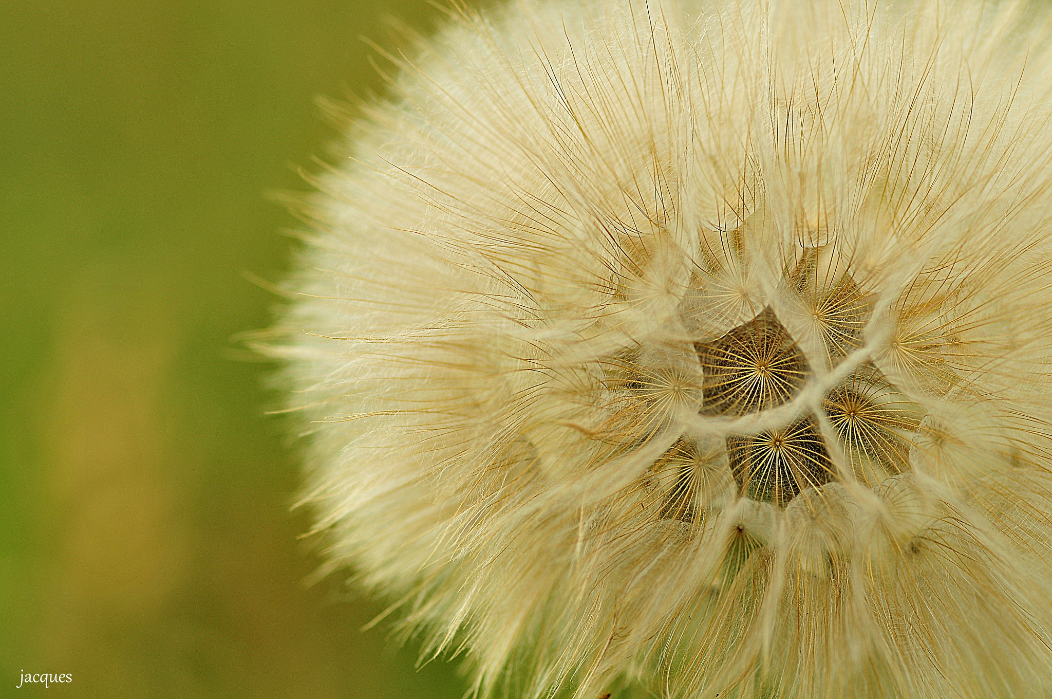 Sigma 105mm F2.8 EX DG Macro sample photo. Ready to fly photography