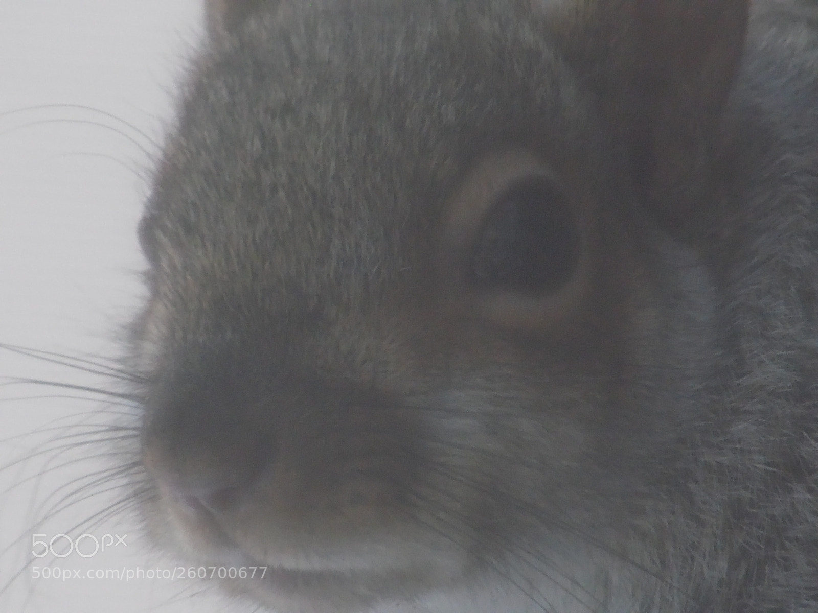Samsung WB1100F/WB1101F/WB1102F sample photo. Squirrel : photography