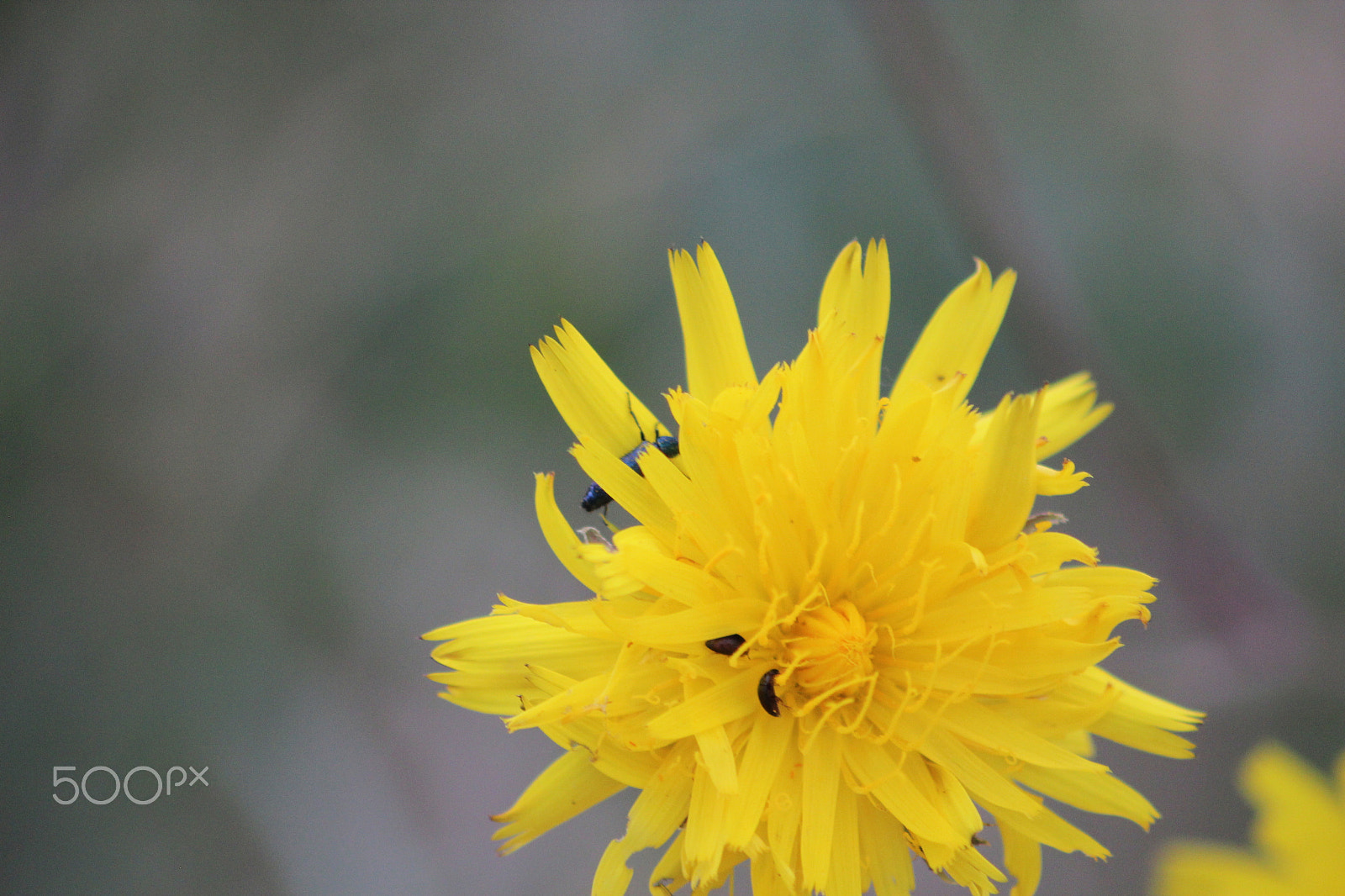 Canon EOS 600D (Rebel EOS T3i / EOS Kiss X5) sample photo. In the yellow photography