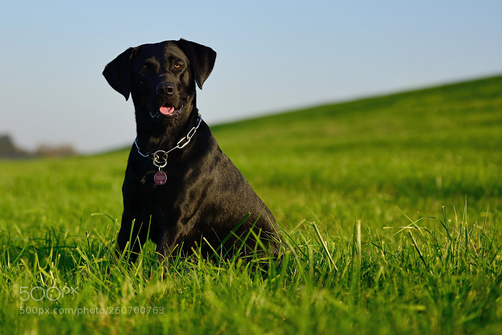 Nikon D800 sample photo. Ava, black labrador retriever photography