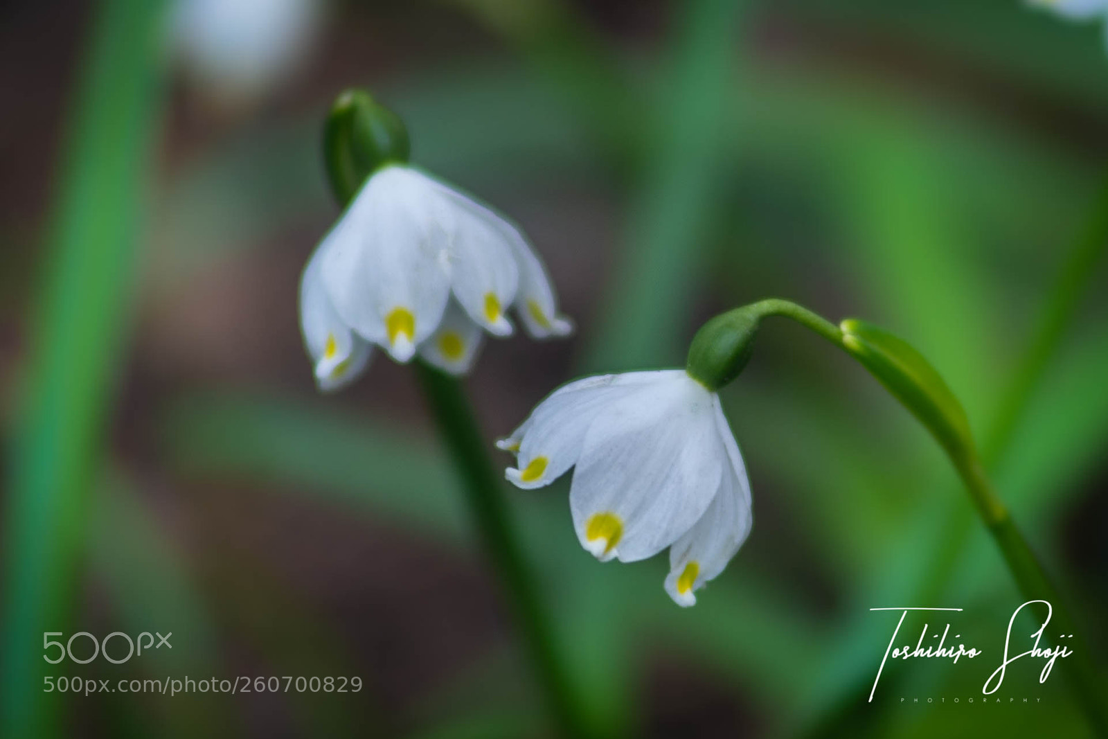 Sony SLT-A99V sample photo. Spring snowflake 'leucojum vernum' photography