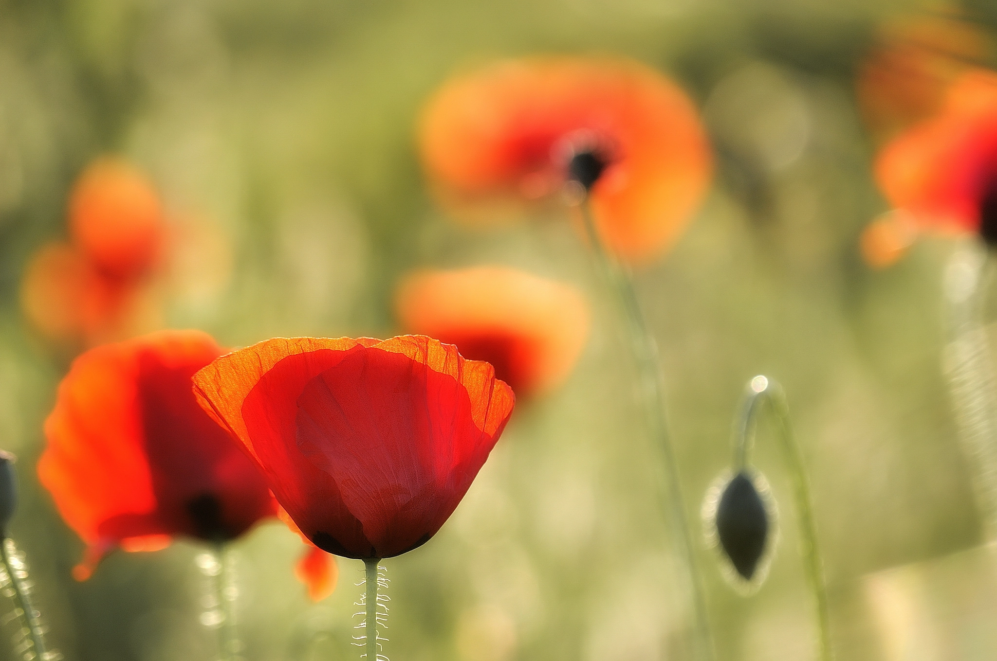 Nikon D5000 sample photo. Poppies photography