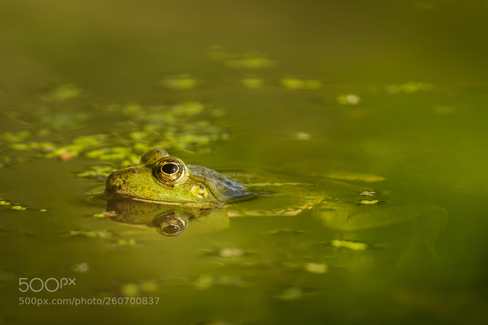 Nikon D500 sample photo. Edible frog photography