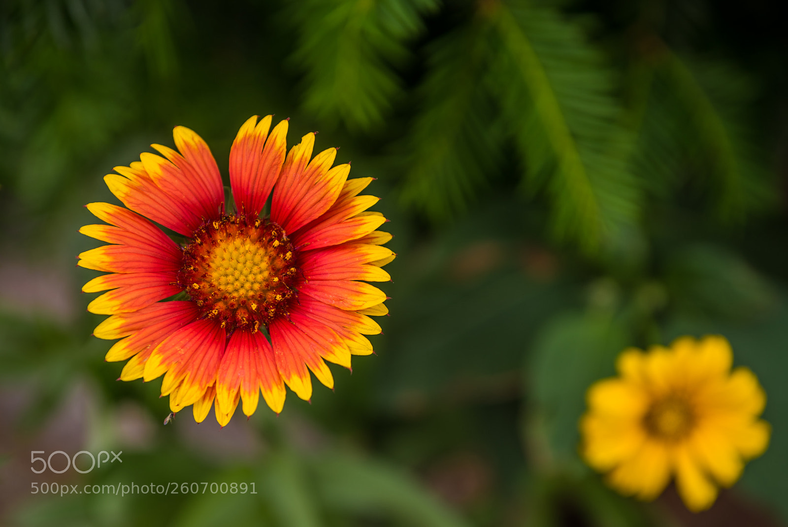 Nikon D750 sample photo. Flowers photography