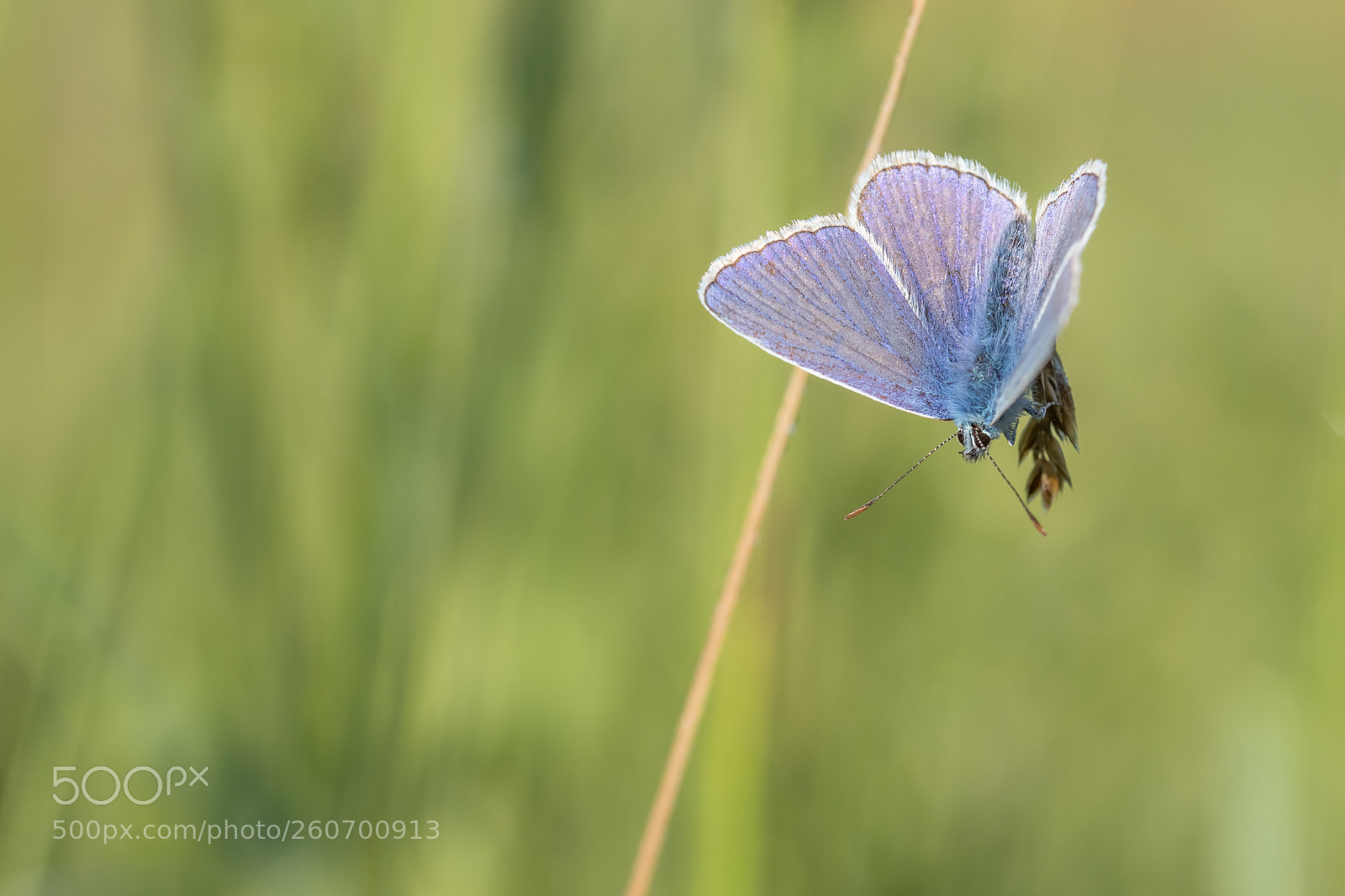 Canon EOS 6D Mark II sample photo. Butterfly photography