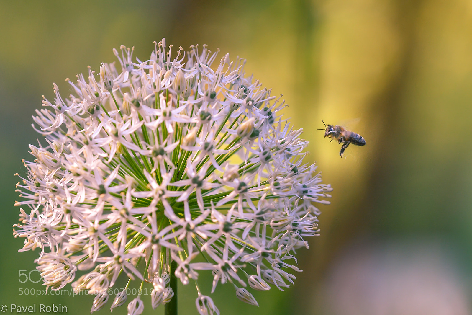 Nikon D5 sample photo. Bee photography