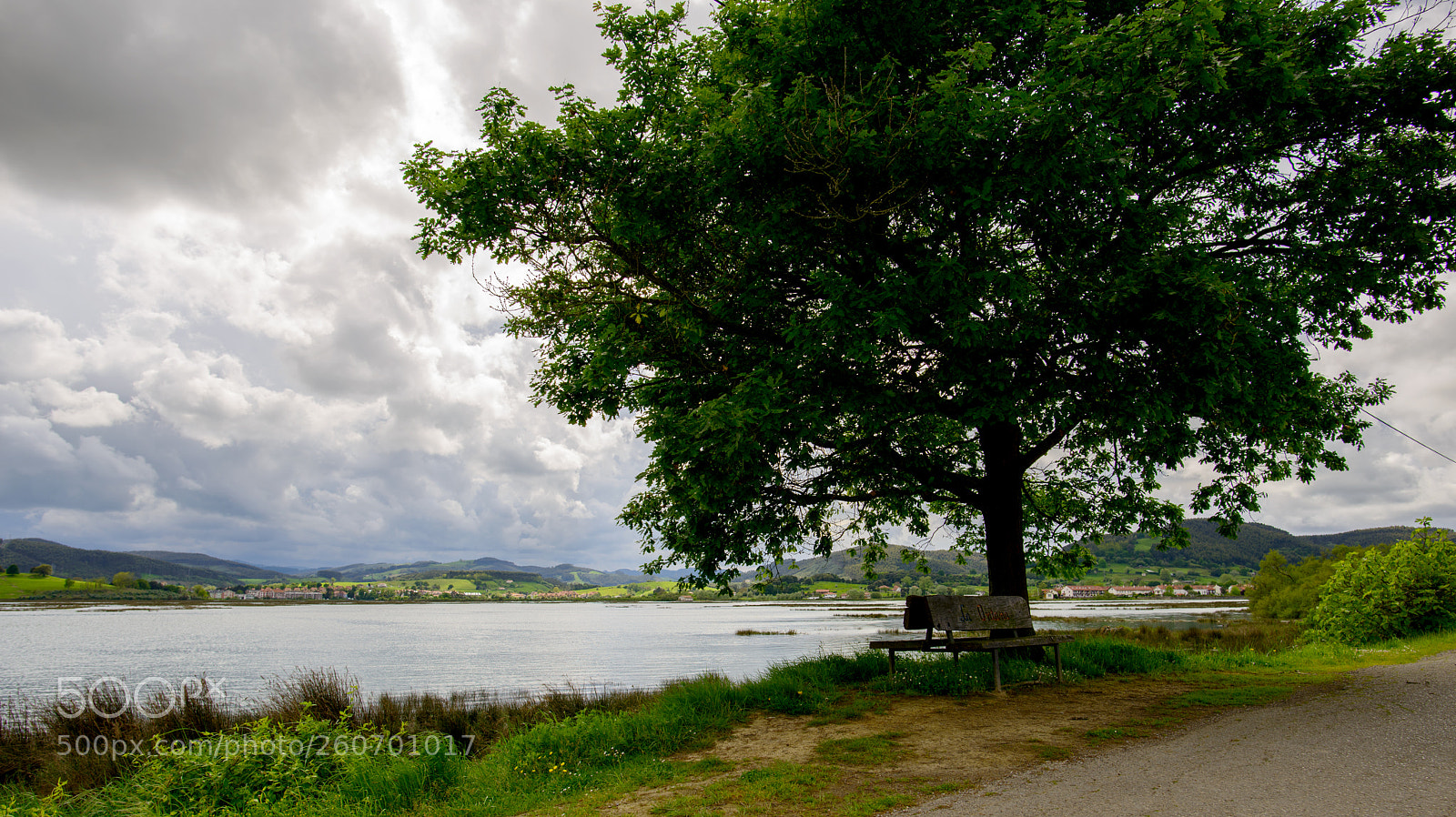 Nikon D800 sample photo. Lonely tree photography