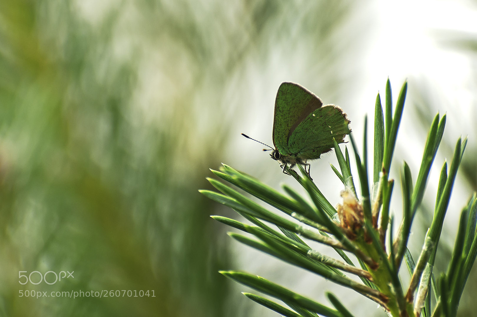 Nikon D300S sample photo. Green photography