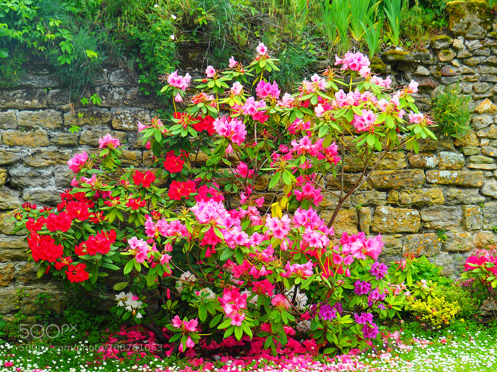 Olympus OM-D E-M5 II sample photo. Rhododendron photography