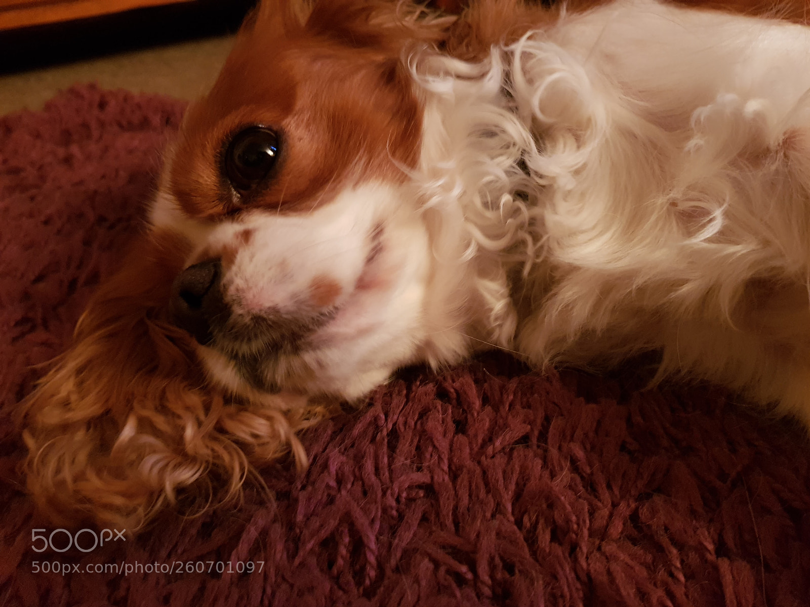 Samsung Galaxy S8 sample photo. Charlie. photography
