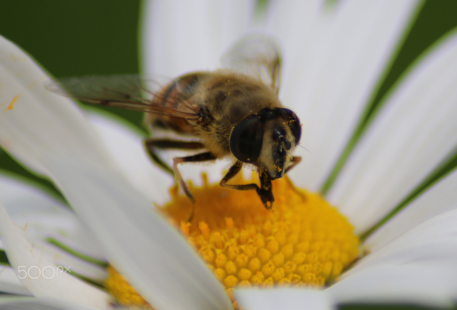 Canon EOS 70D + Tamron AF 70-300mm F4-5.6 Di LD Macro sample photo. Bee at the flower photography
