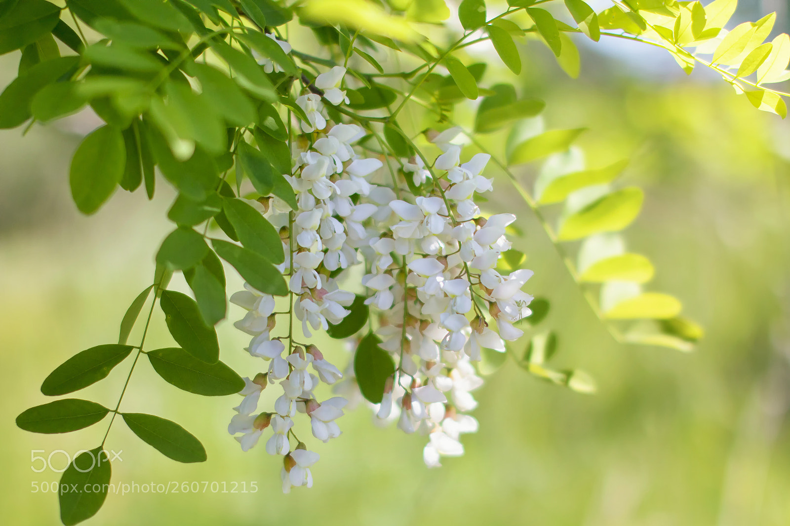 Canon EOS 70D sample photo. White acacia photography