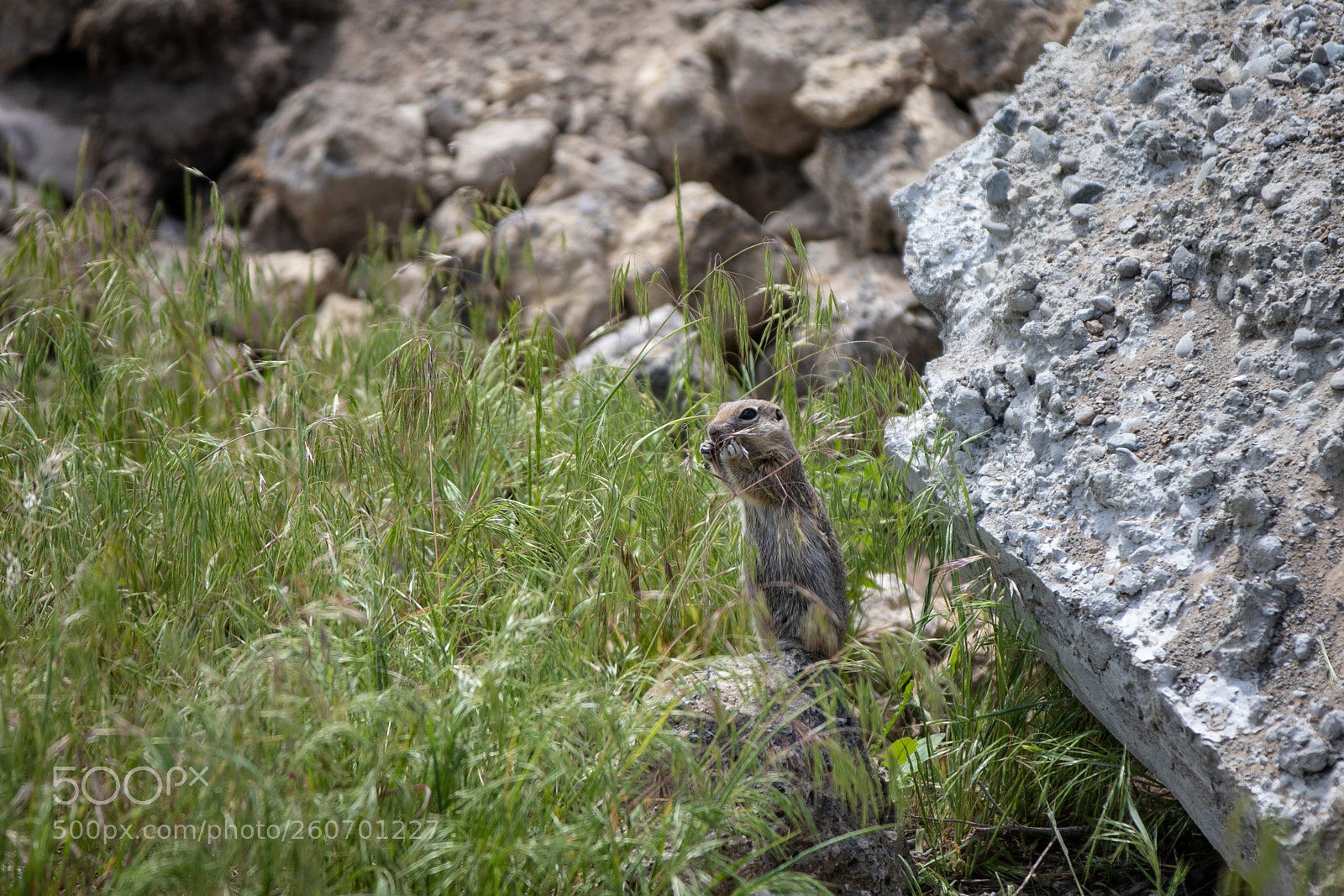 Canon EOS 5D Mark IV sample photo. (un)prairie dog photography