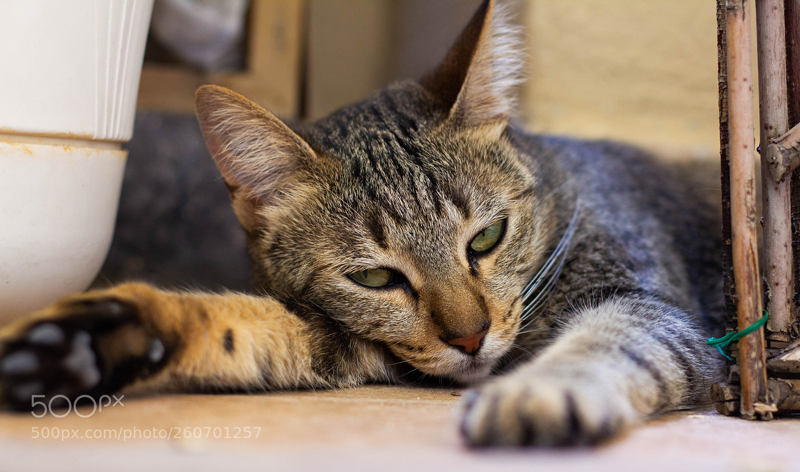 Canon EOS 550D (EOS Rebel T2i / EOS Kiss X4) sample photo. Summer nap photography