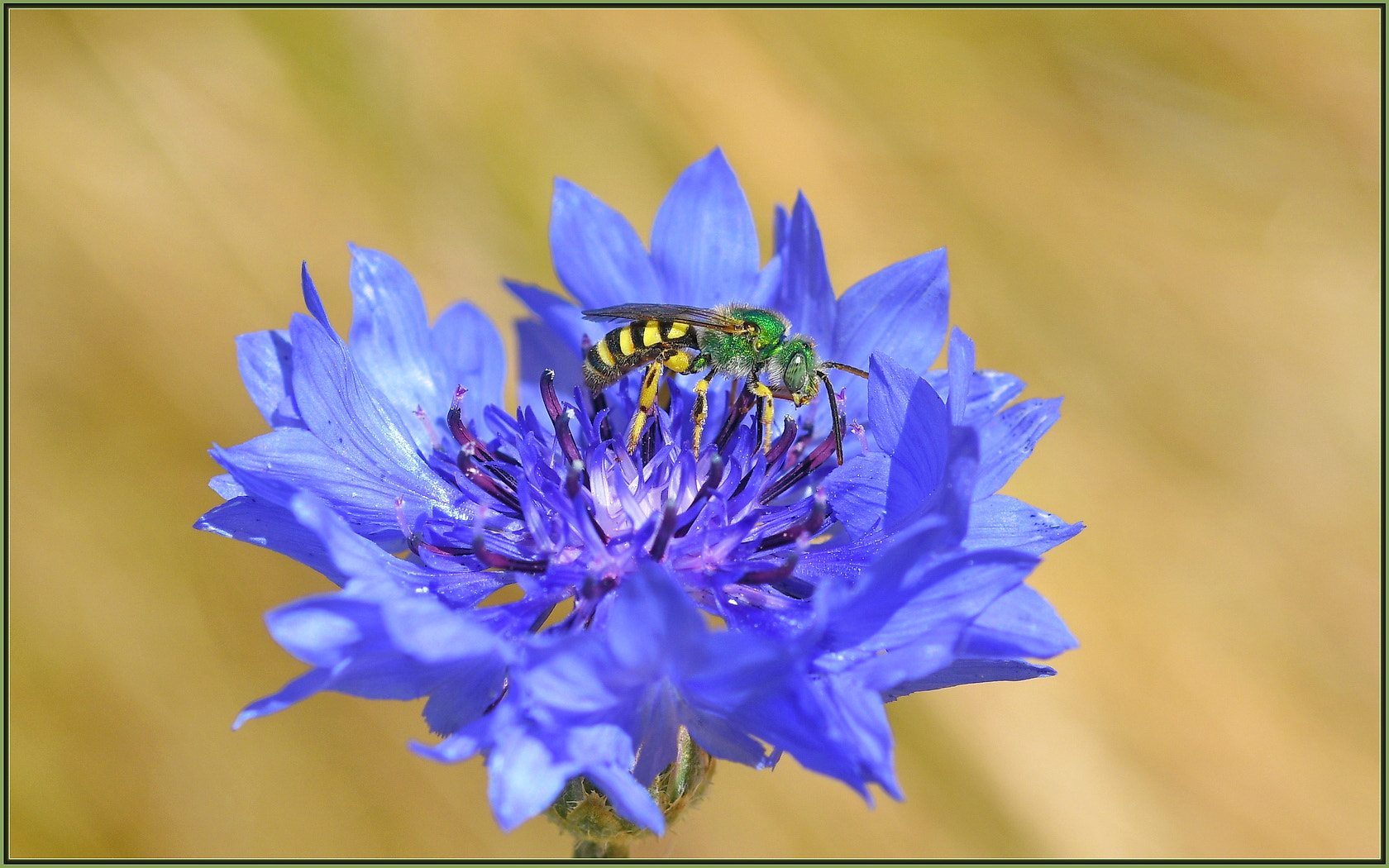 Nikon D850 sample photo. The female of the species photography