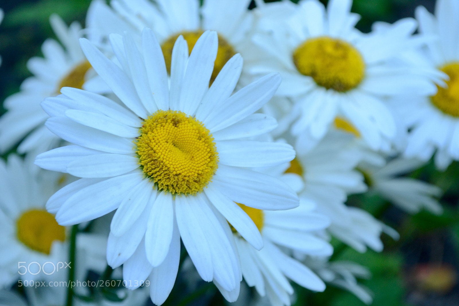 Nikon D3100 sample photo. Untitled photography