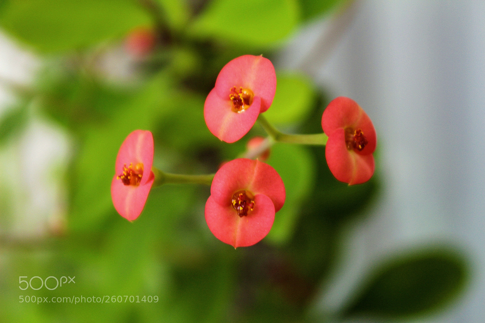 Canon EOS 650D (EOS Rebel T4i / EOS Kiss X6i) sample photo. Flower photography