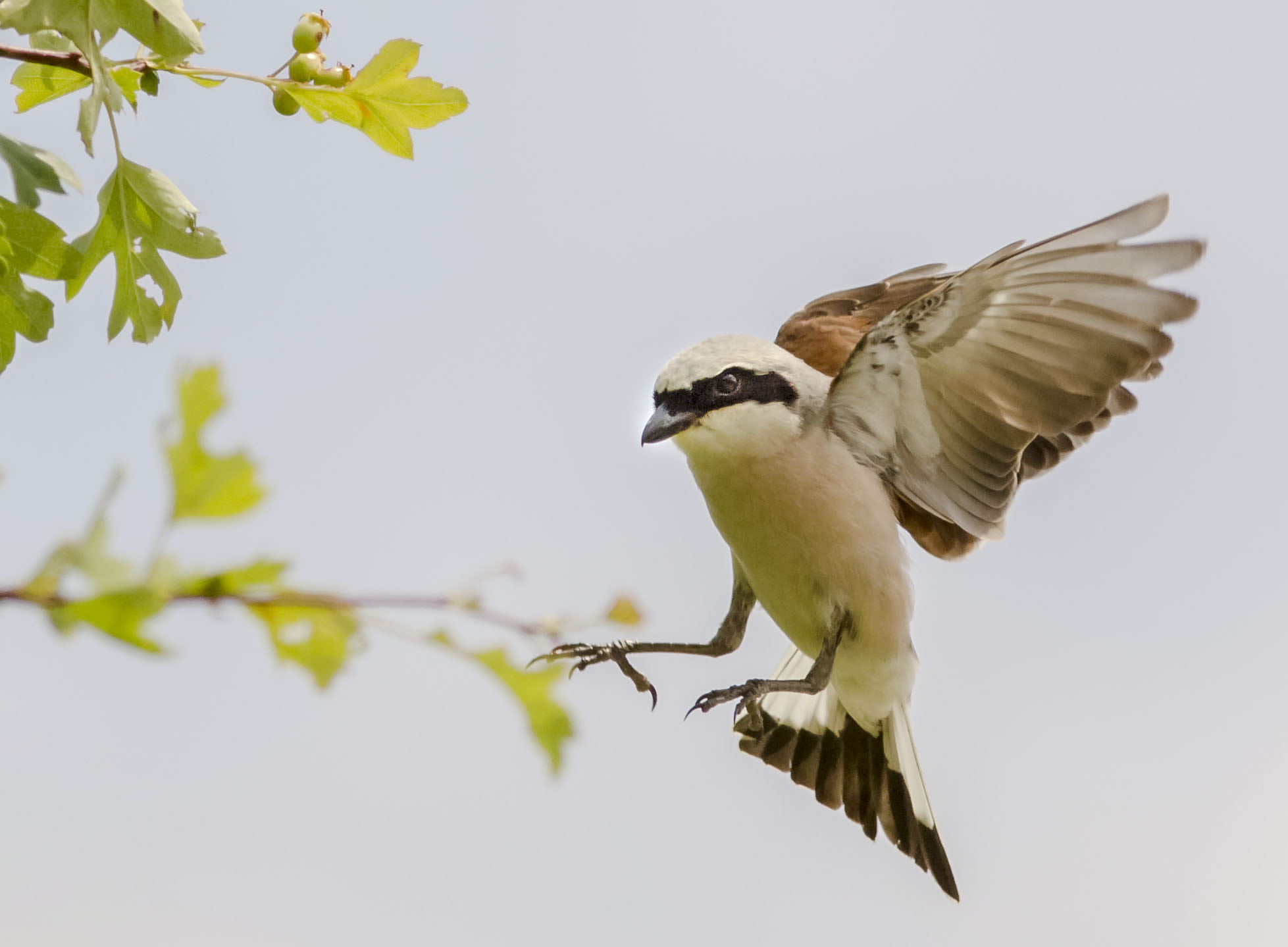 Olympus E-5 sample photo. Red backed shrike landing photography