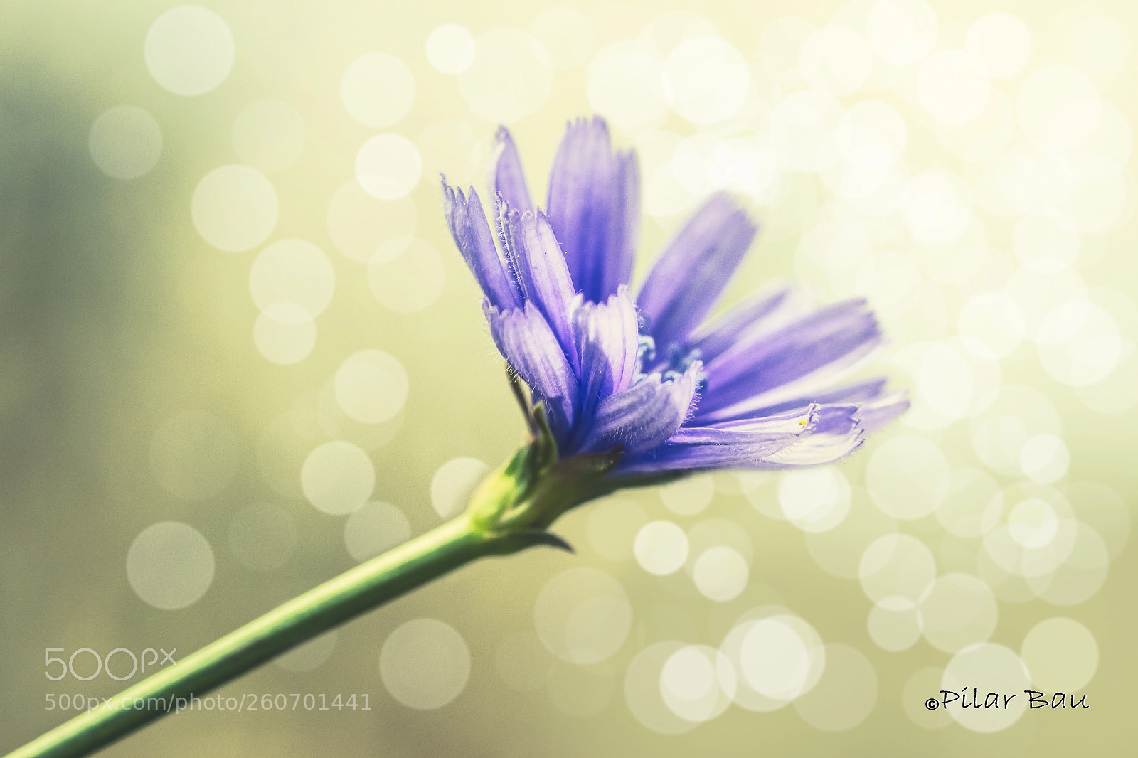 Nikon D3100 sample photo. Achicoria (cichorium intybus) photography